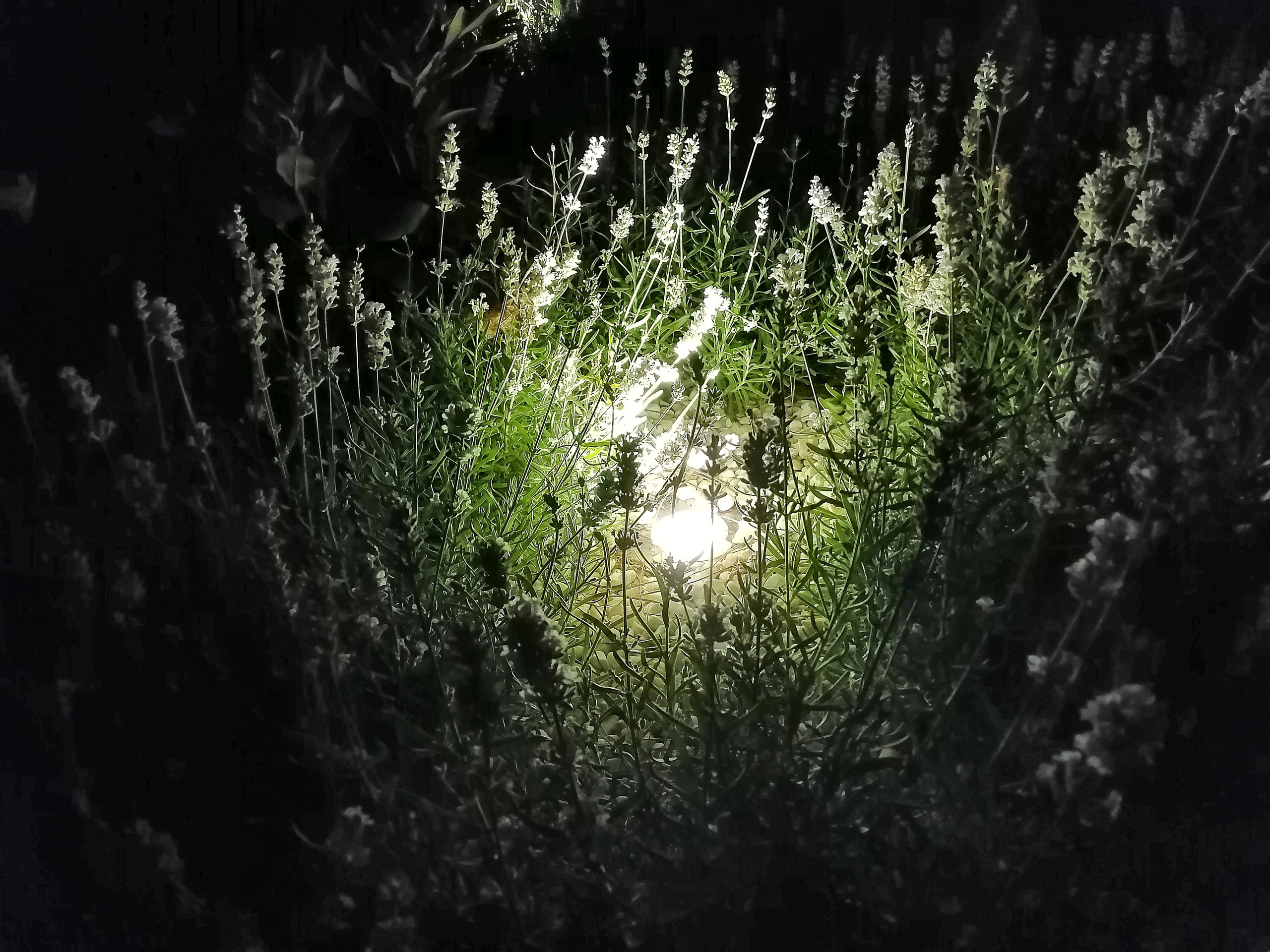 Парк Краснодар (парк Галицкого). Фотограф Славянск на Кубани