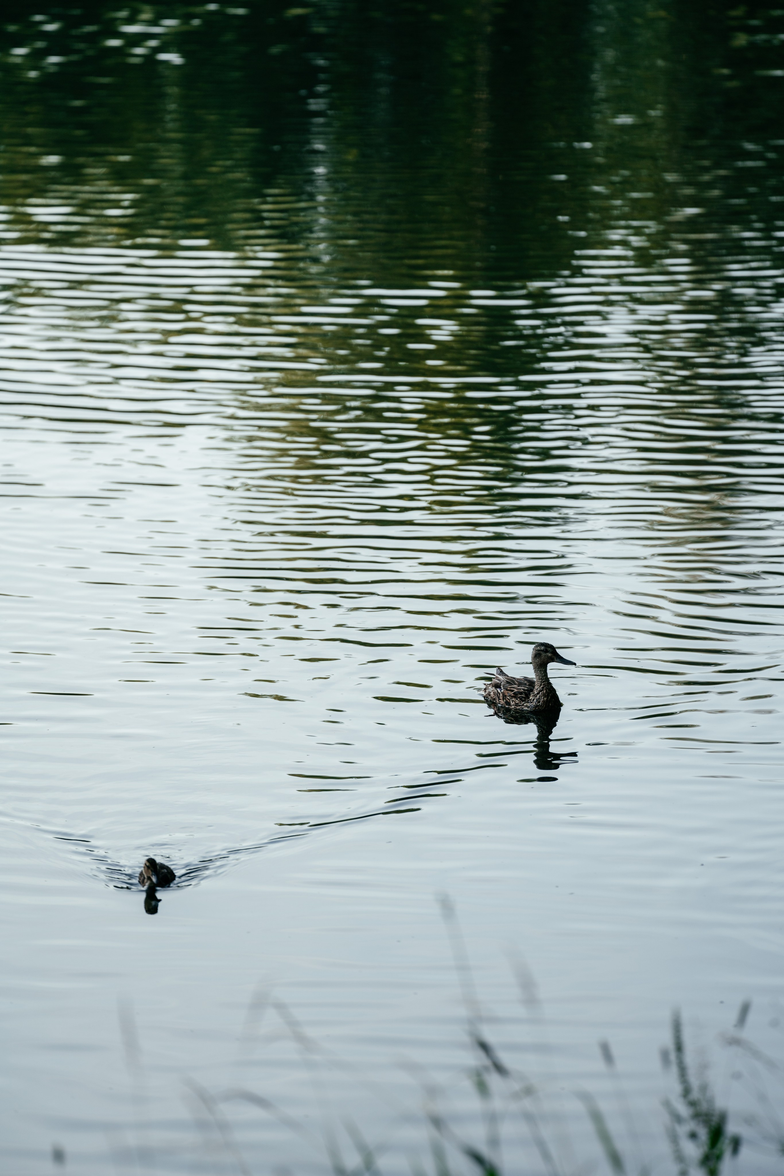 A | Z. Свадебный и семейный фотограф в Новосибирске Светлана Варутина