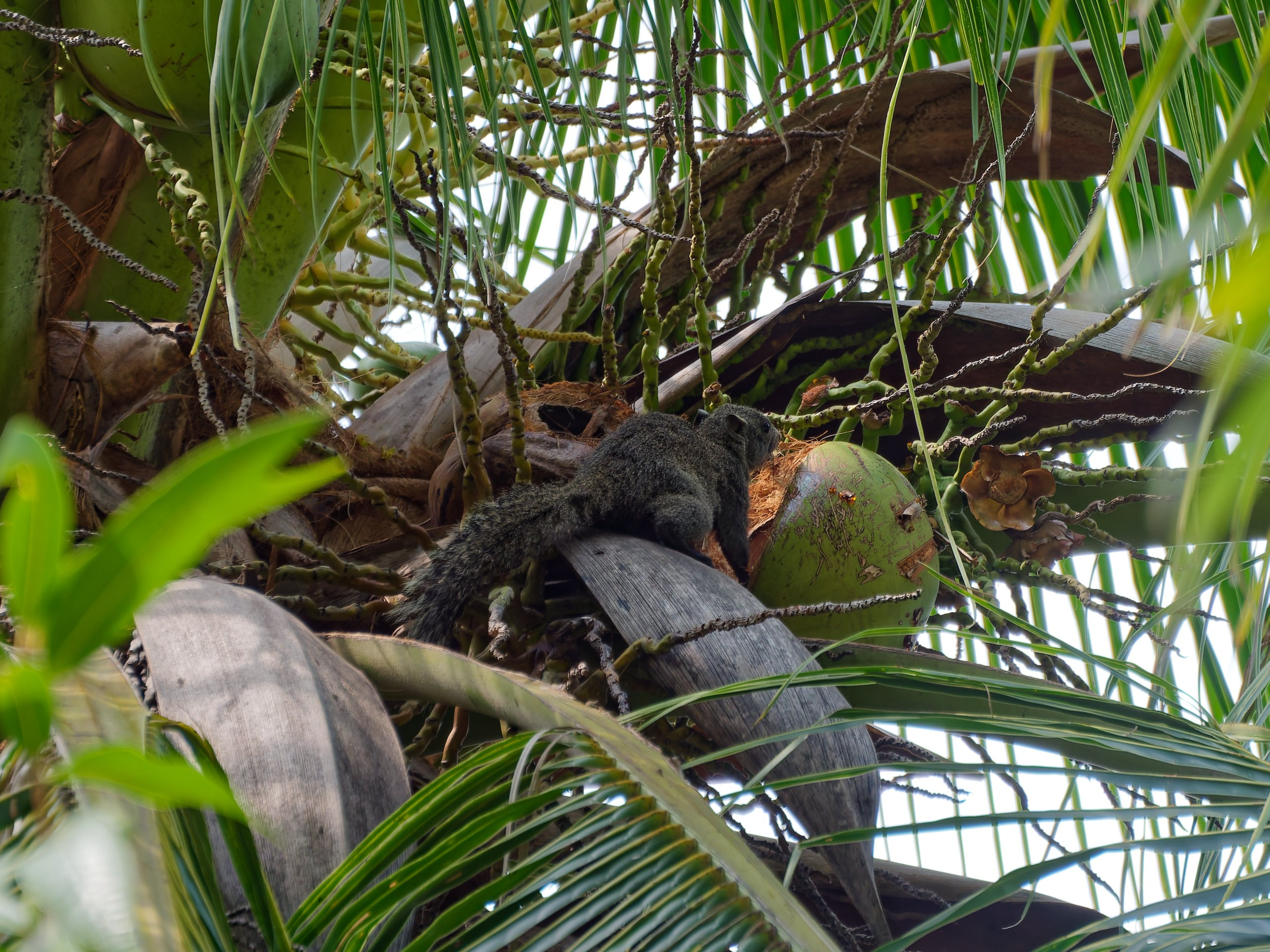 Хайнань 2026, белки. Фотопрогулки по Миру