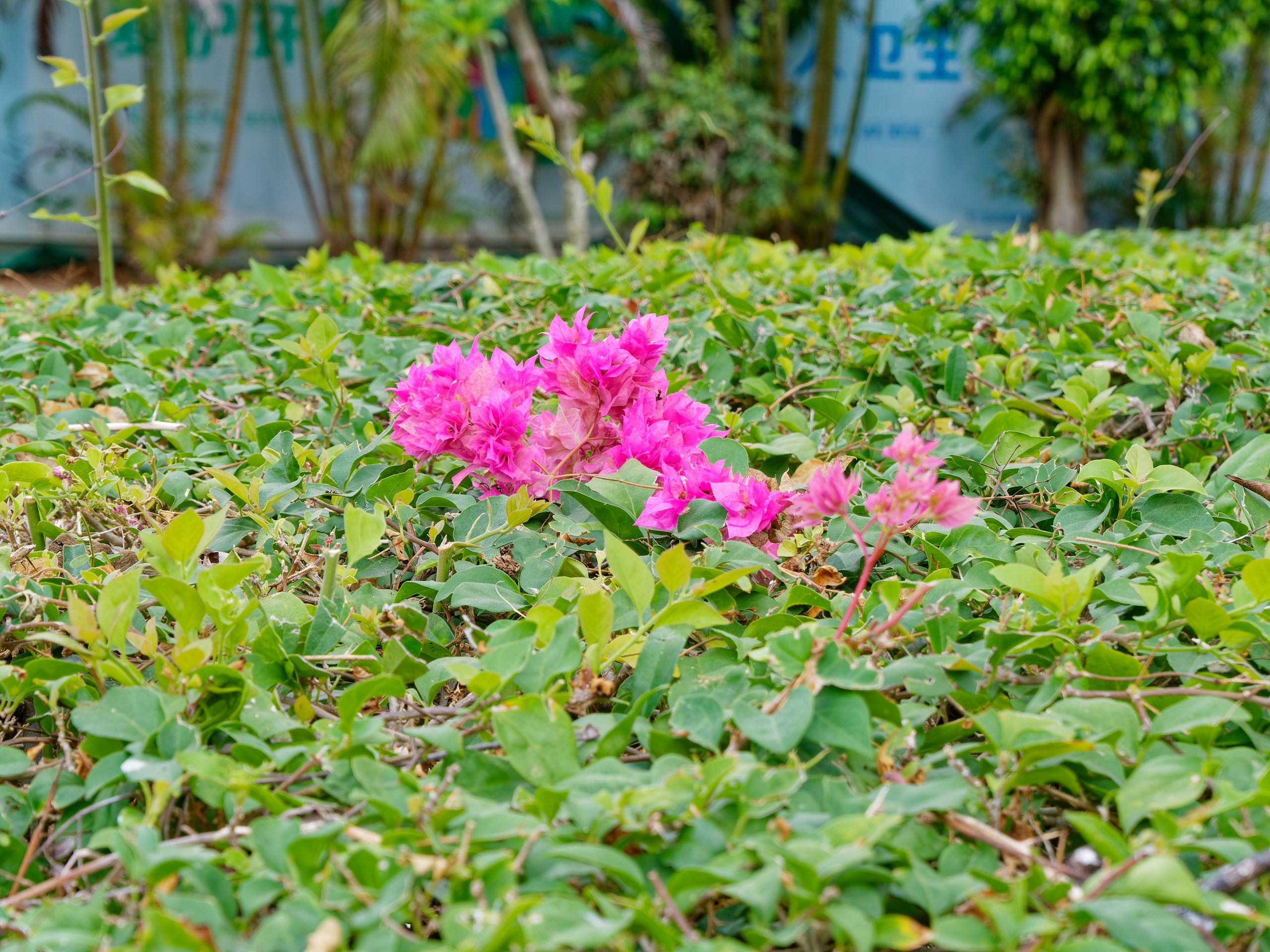 Хайнань 2026, флора, цветы и деревья. Фотопрогулки по Миру