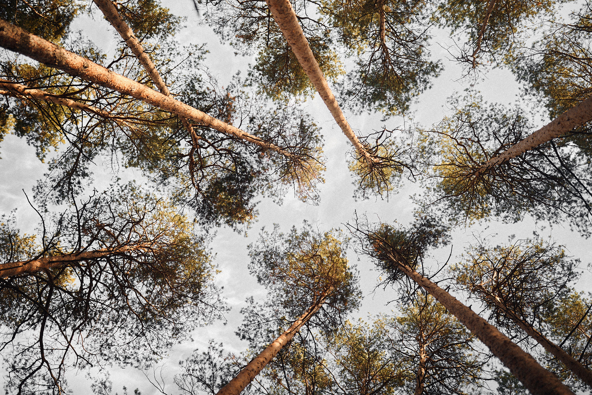 Драма. Иван Март Свадебный и портретный фотограф Тюмень