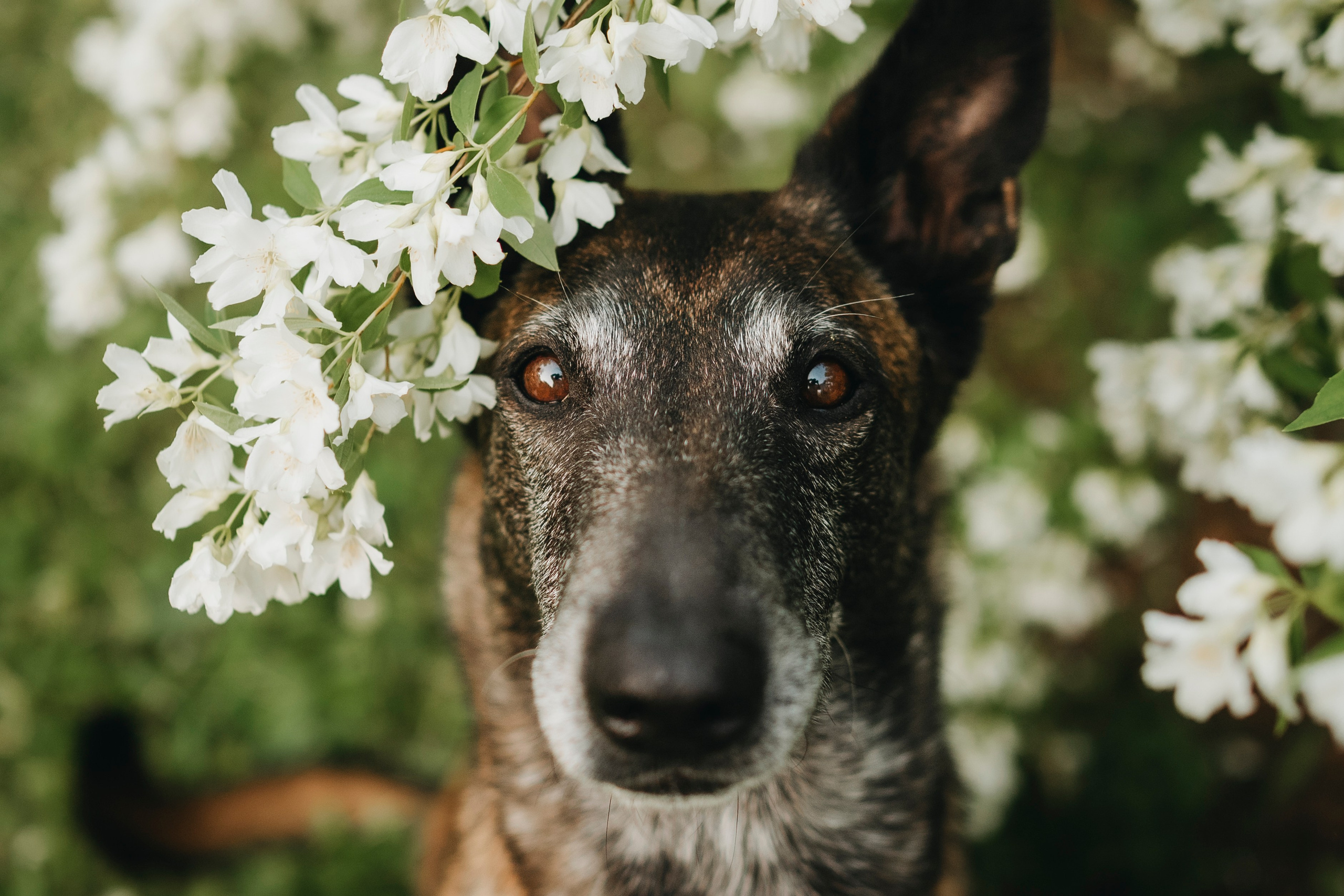 Вика, Ари и Нави. Семейный фотограф анималист Ананьева Мария — Москва