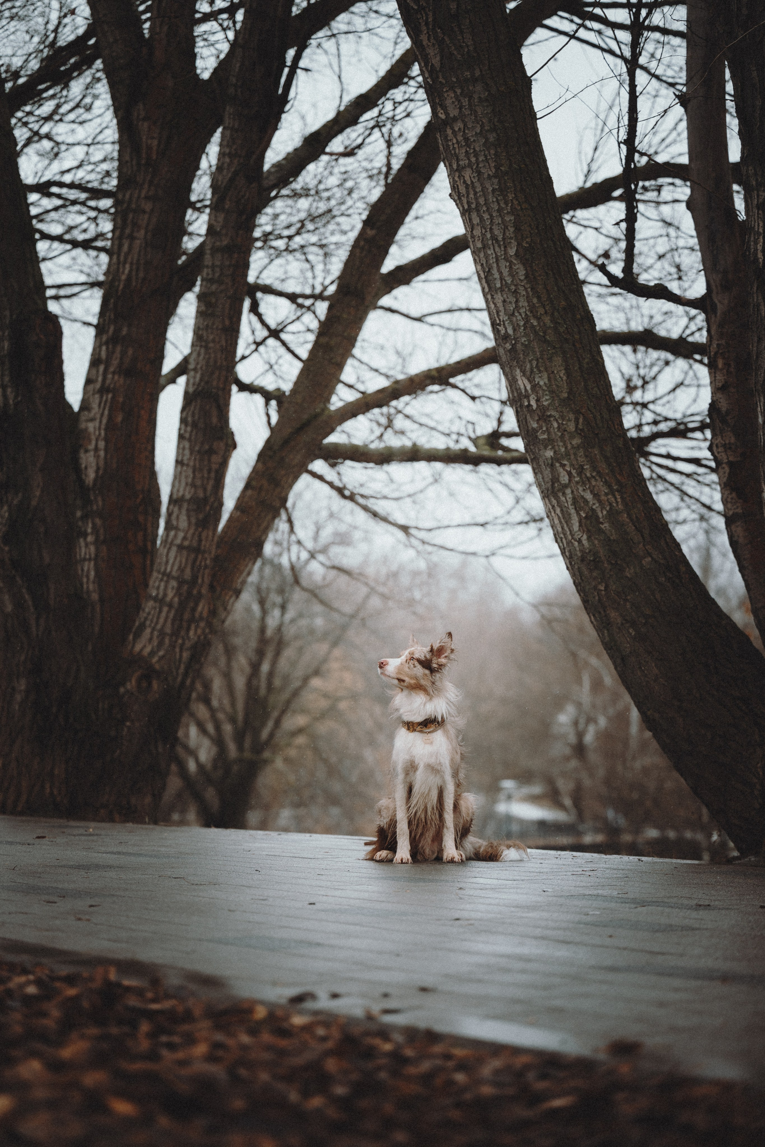 Аня и Дэймон. Семейный фотограф анималист Ананьева Мария — Москва