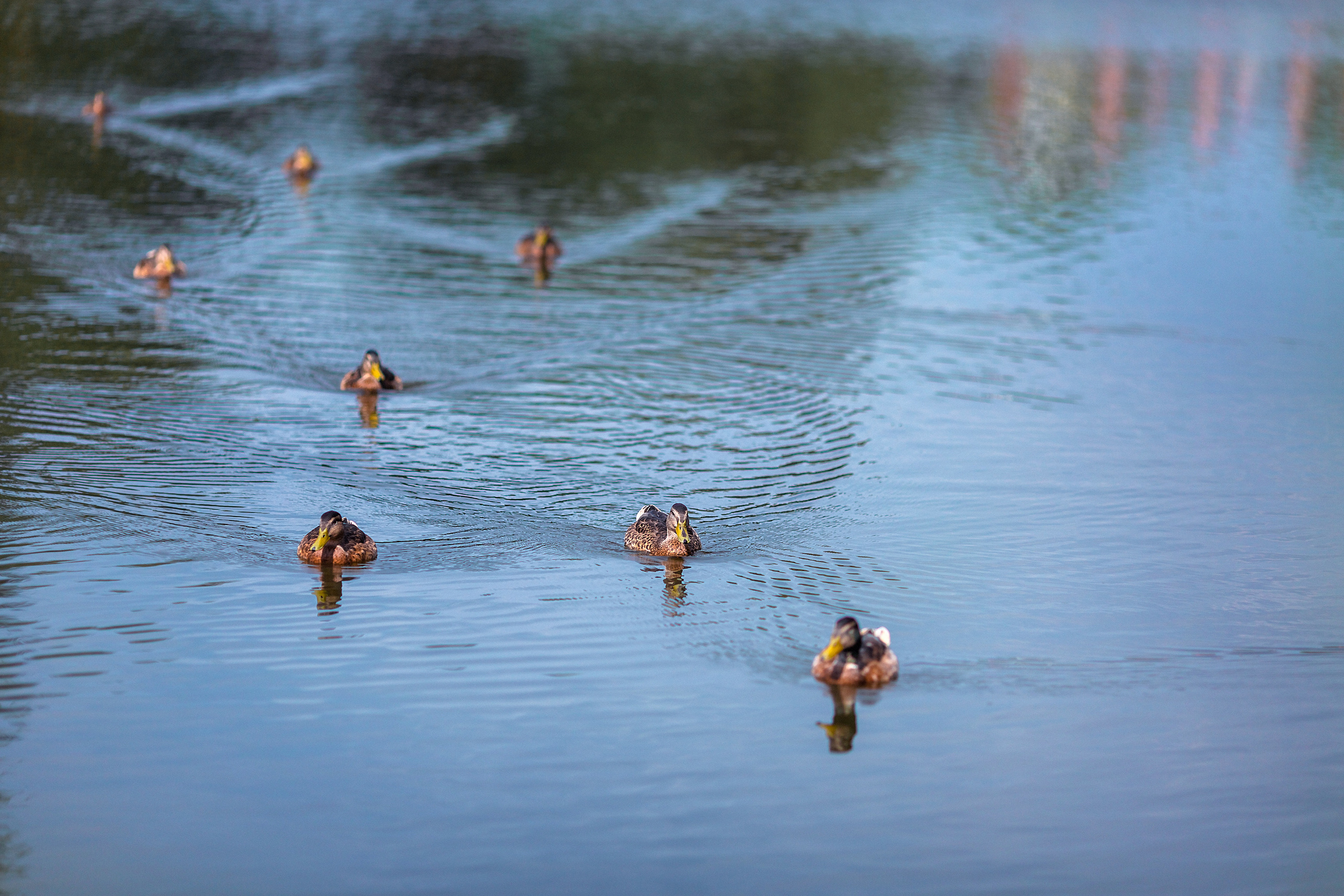 Деревенский стиль, детский портрет. Профессиональный фотограф, фотохудожник, видеограф из Москвы