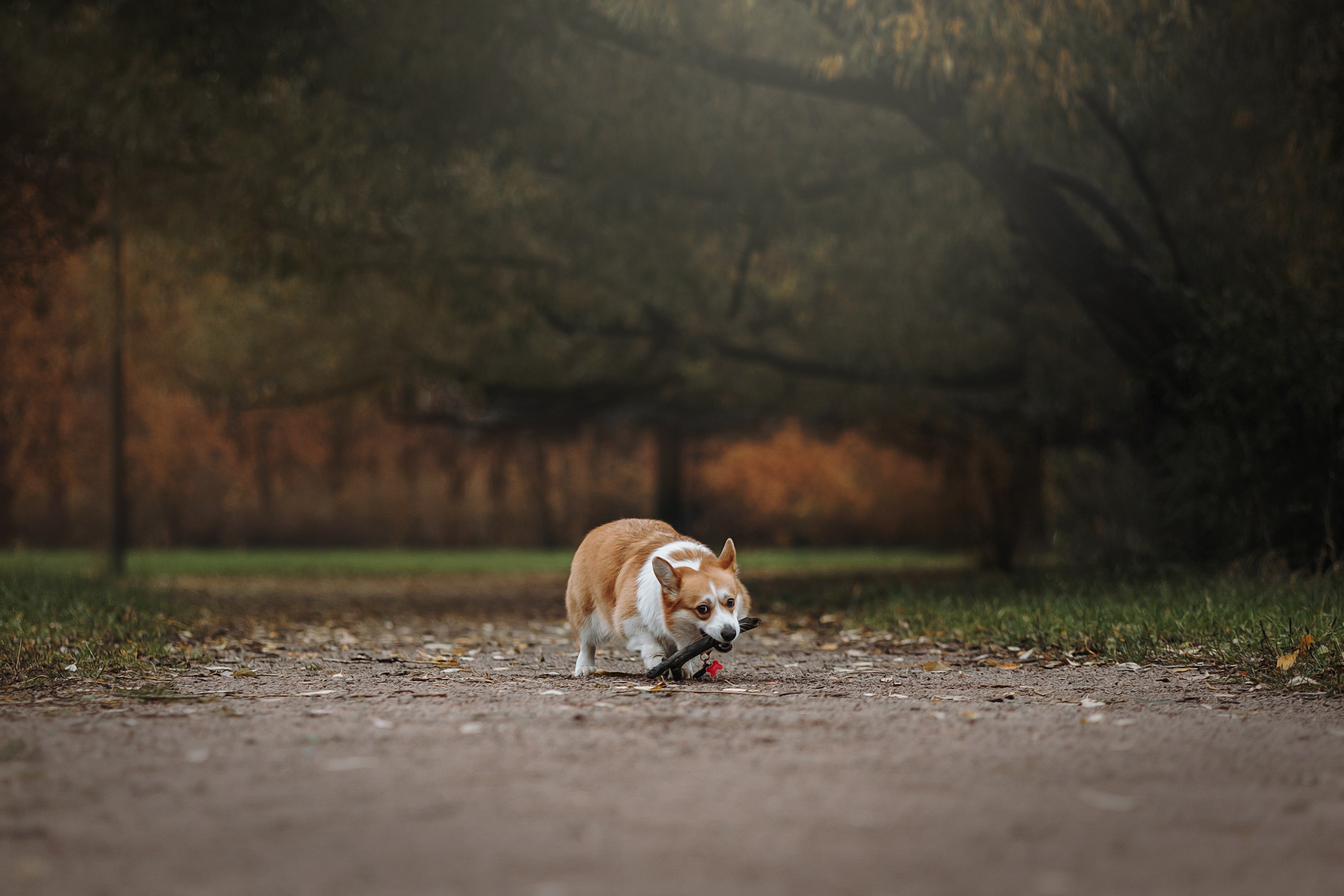 Юля и Терри. Фотограф — Анималист | Санкт-Петербург