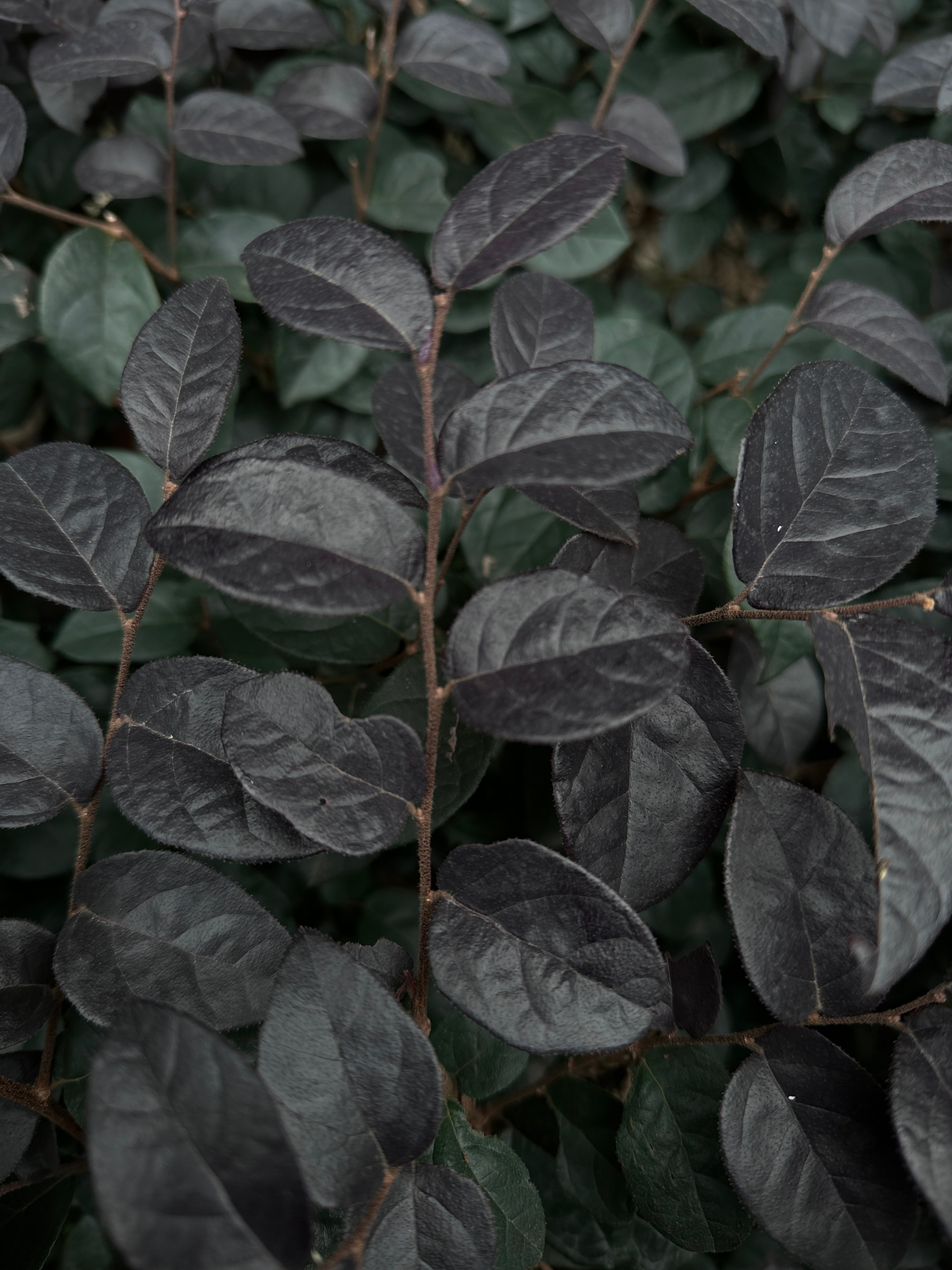 Макро любовь. Смотри, красота!