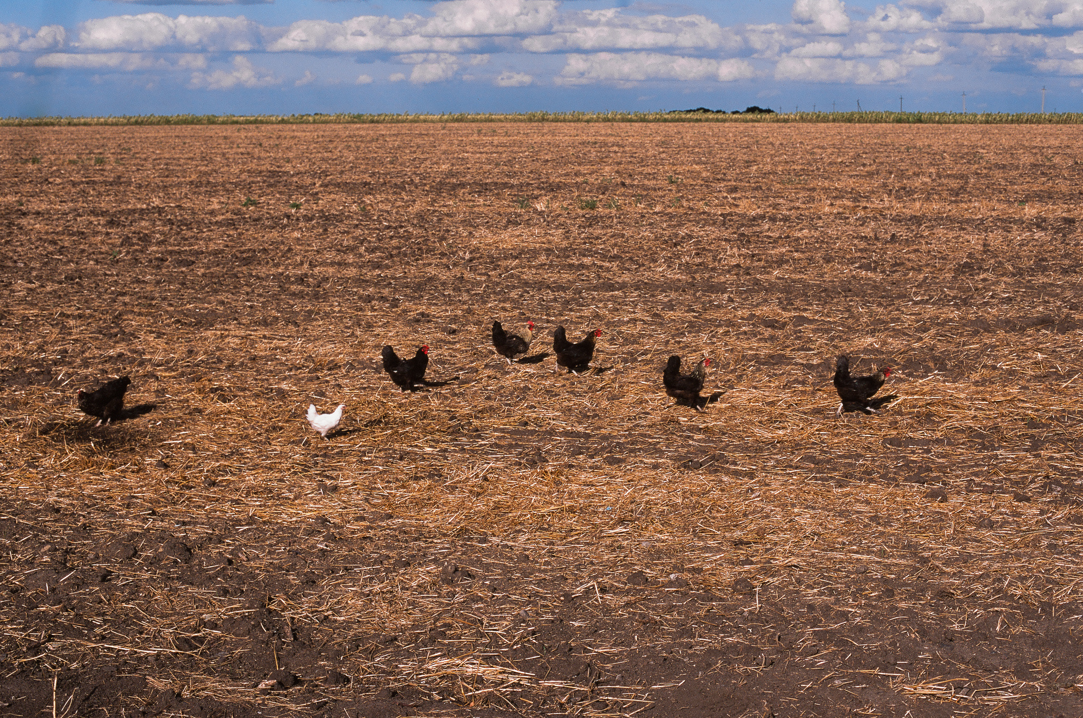 Моя мама Украина. Фотограф в Петербурге Татьяна Гуляева