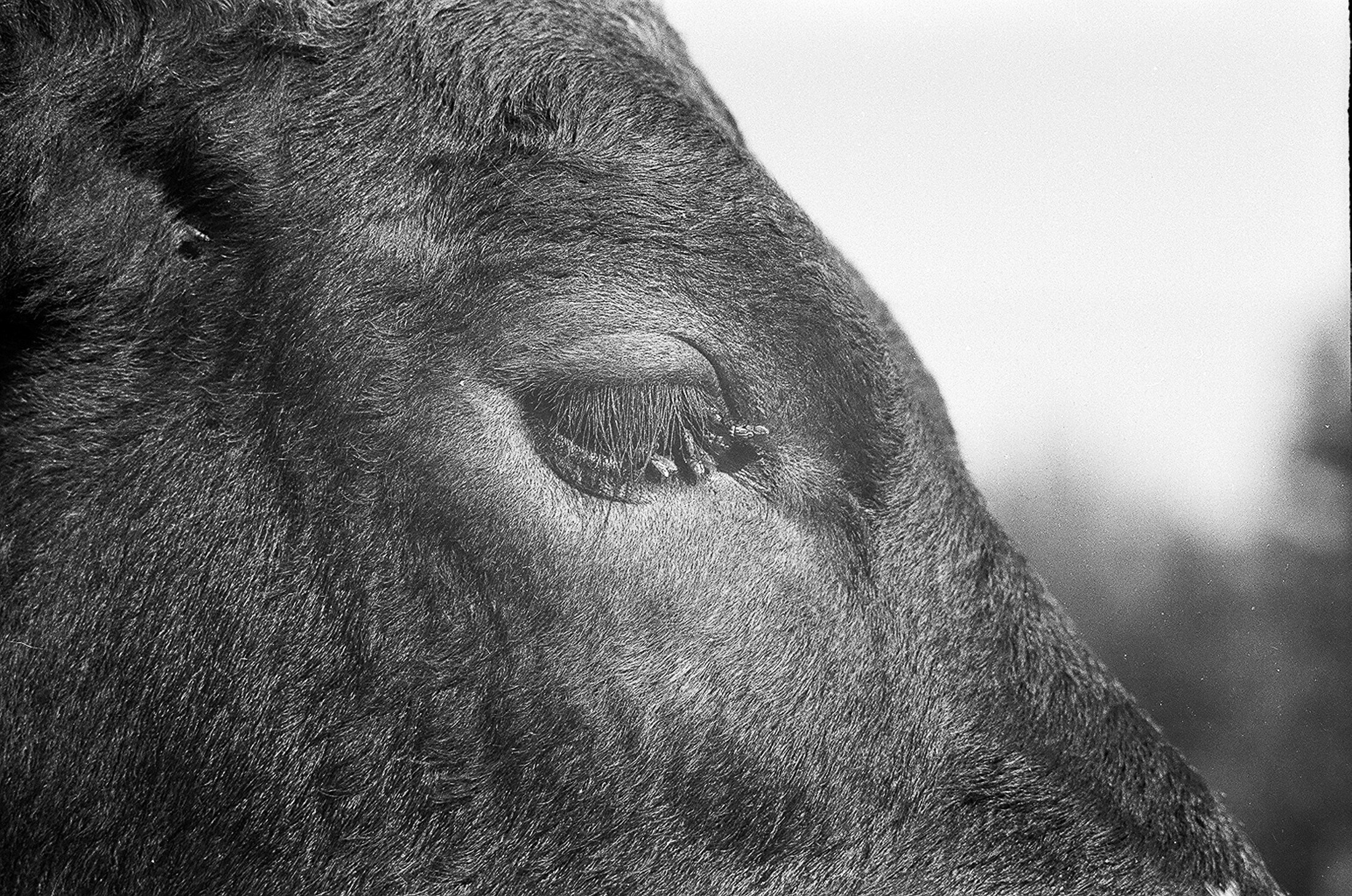 Моя мама Украина. Фотограф в Петербурге Татьяна Гуляева