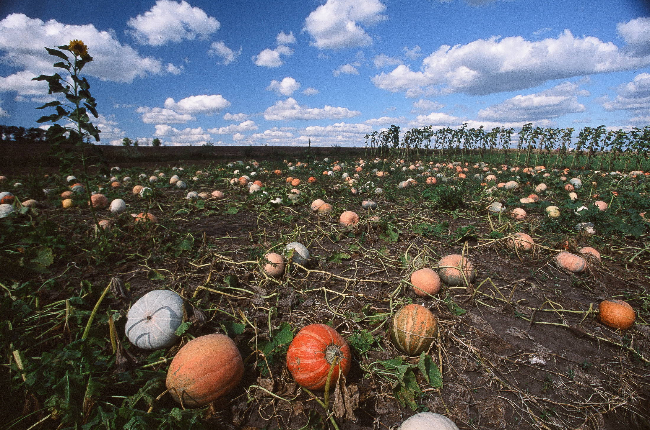 Моя мама Украина. Фотограф в Петербурге Татьяна Гуляева