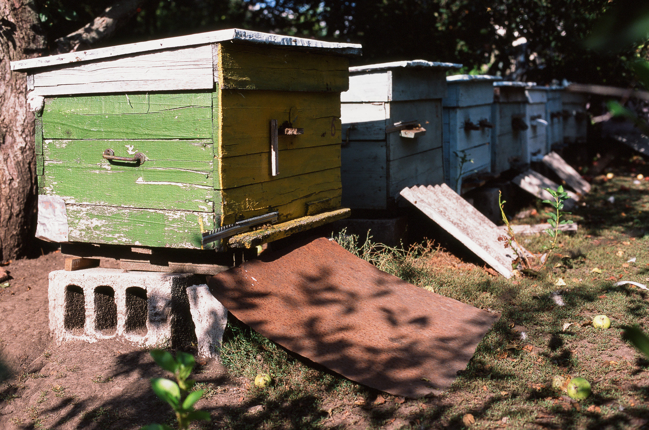Моя мама Украина. Фотограф в Петербурге Татьяна Гуляева