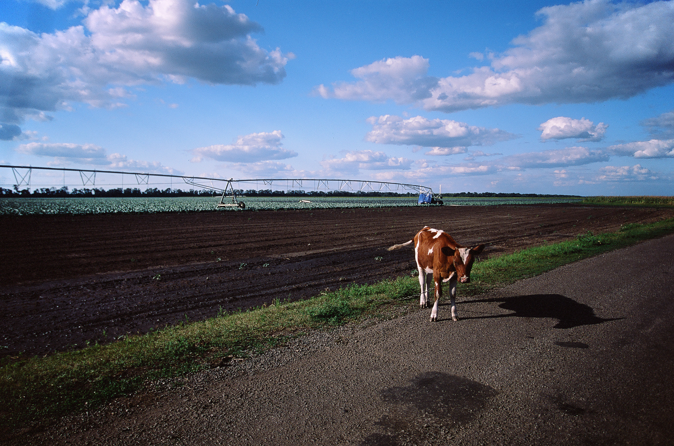 Моя мама Украина. Фотограф в Петербурге Татьяна Гуляева