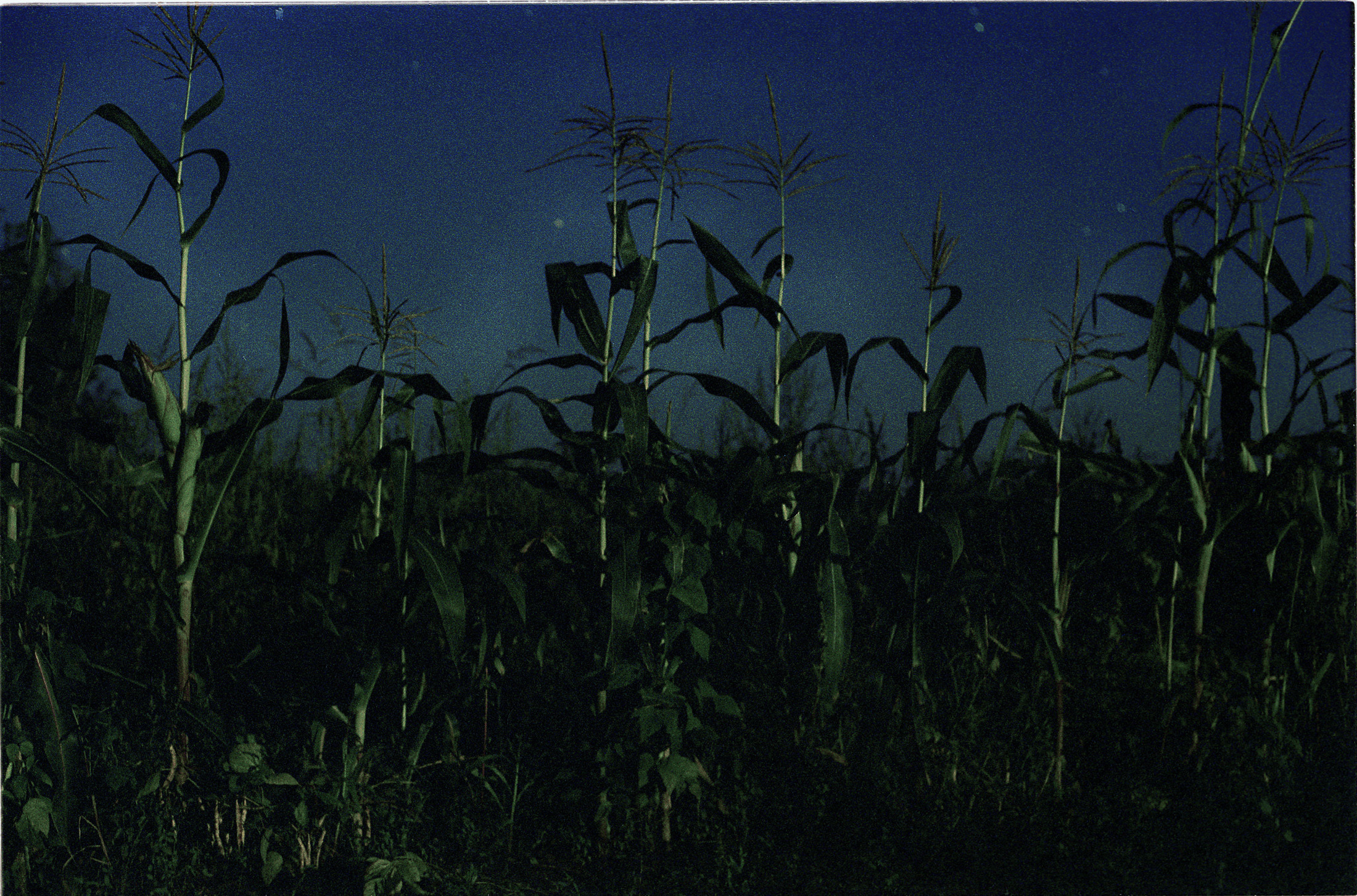 Моя мама Украина. Фотограф в Петербурге Татьяна Гуляева