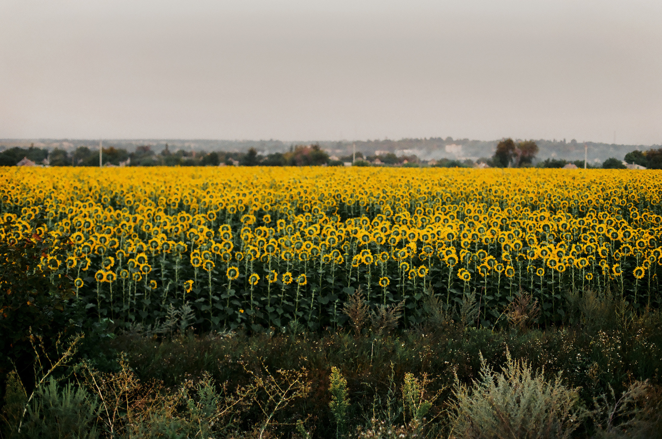 Моя мама Украина. Фотограф в Петербурге Татьяна Гуляева