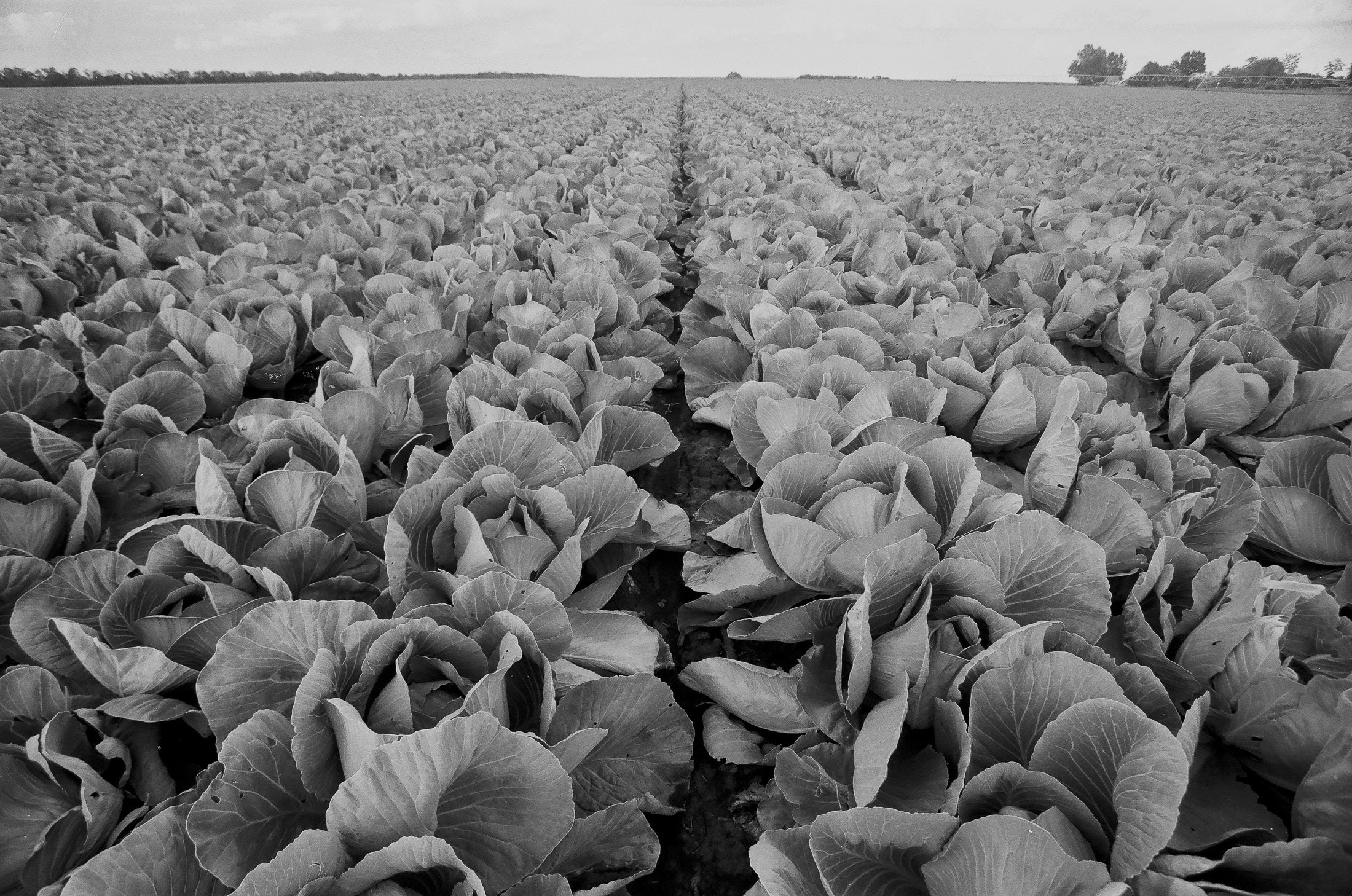 Моя мама Украина. Фотограф в Петербурге Татьяна Гуляева