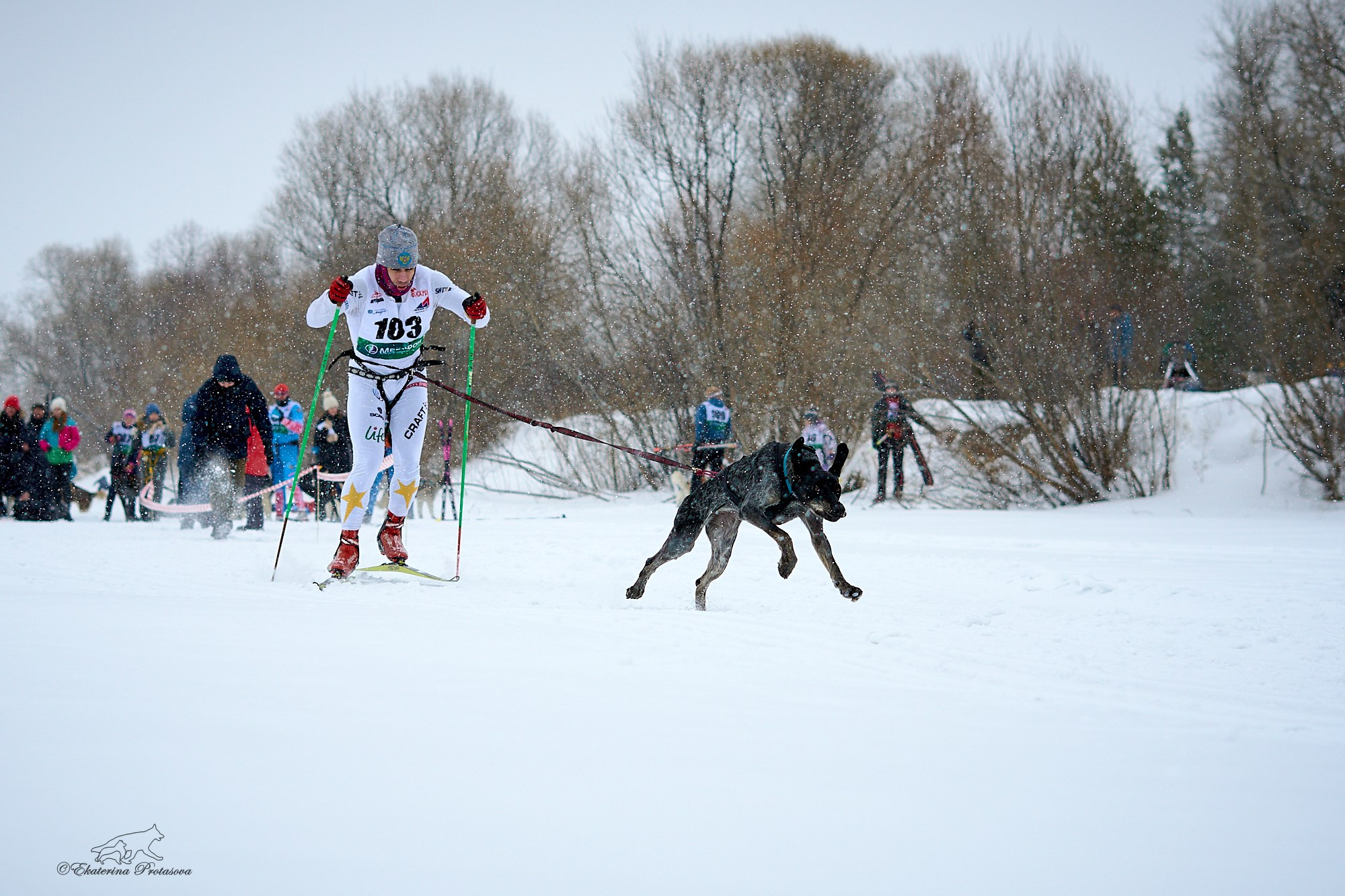 Соревнования по скиджорингу. Фотограф-анималист в Иркутске