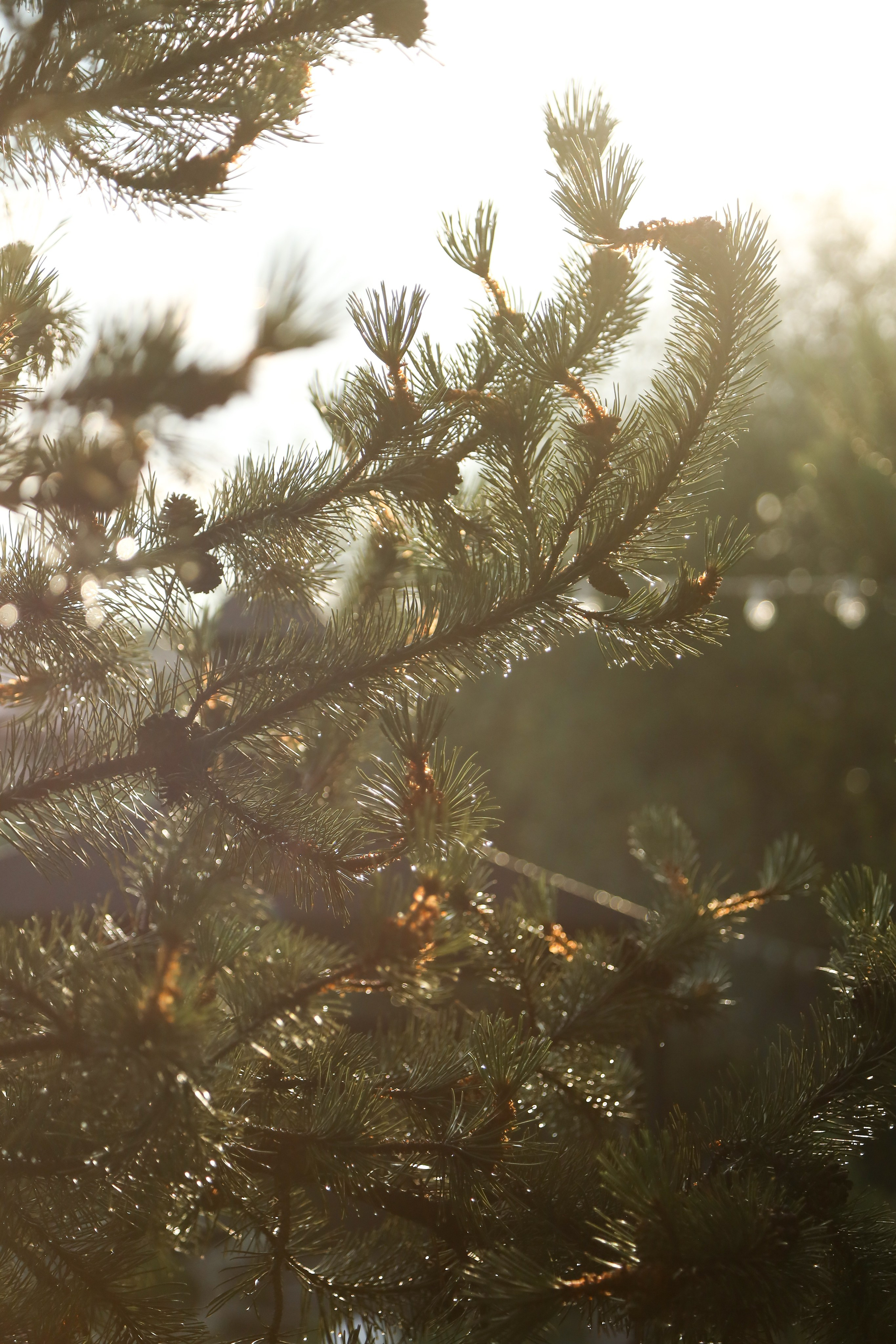 DIS регата2024. Фотограф Антон Чупринин