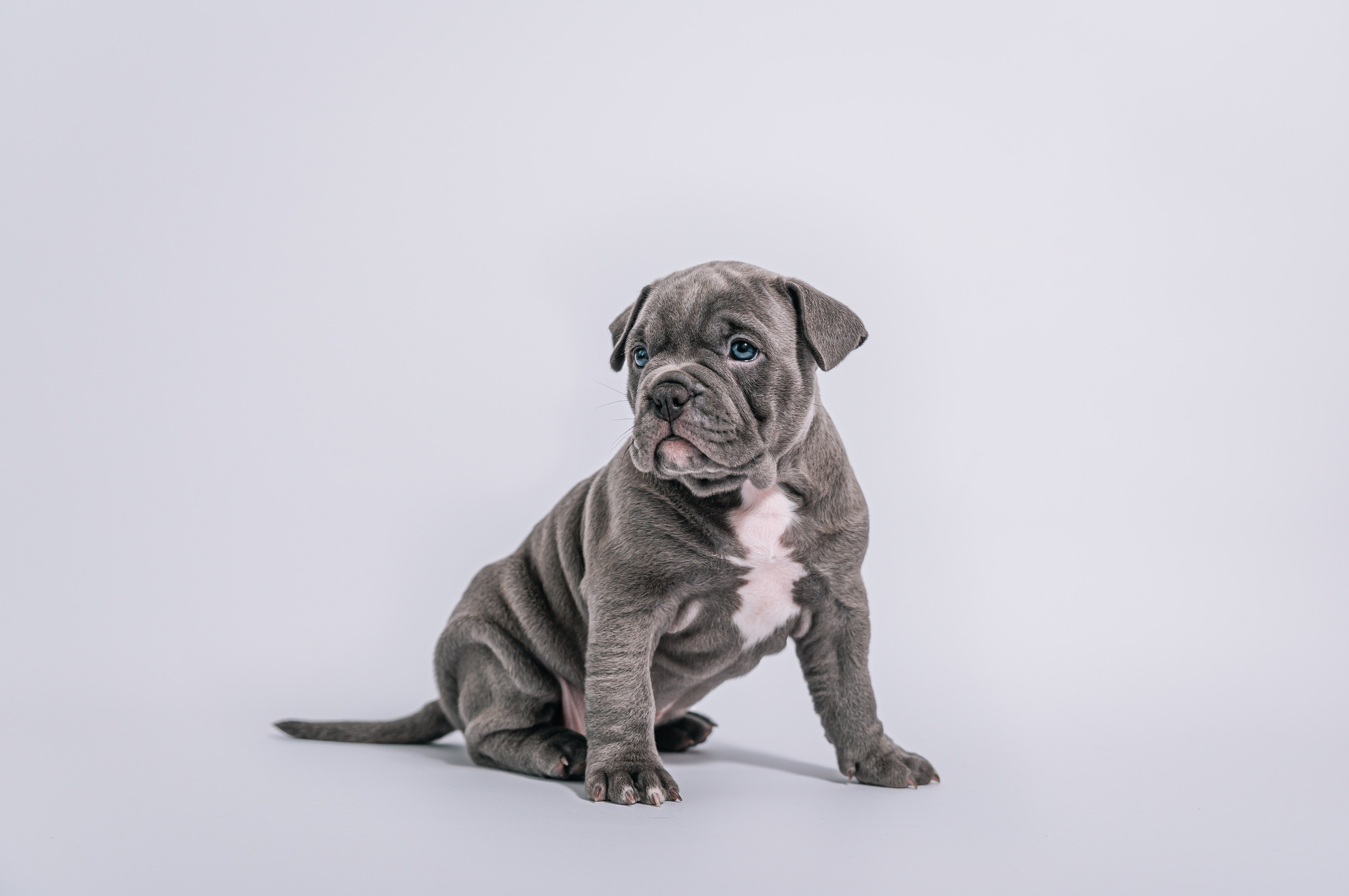 Ам. Булли щенки домашние фотосесии. Главная