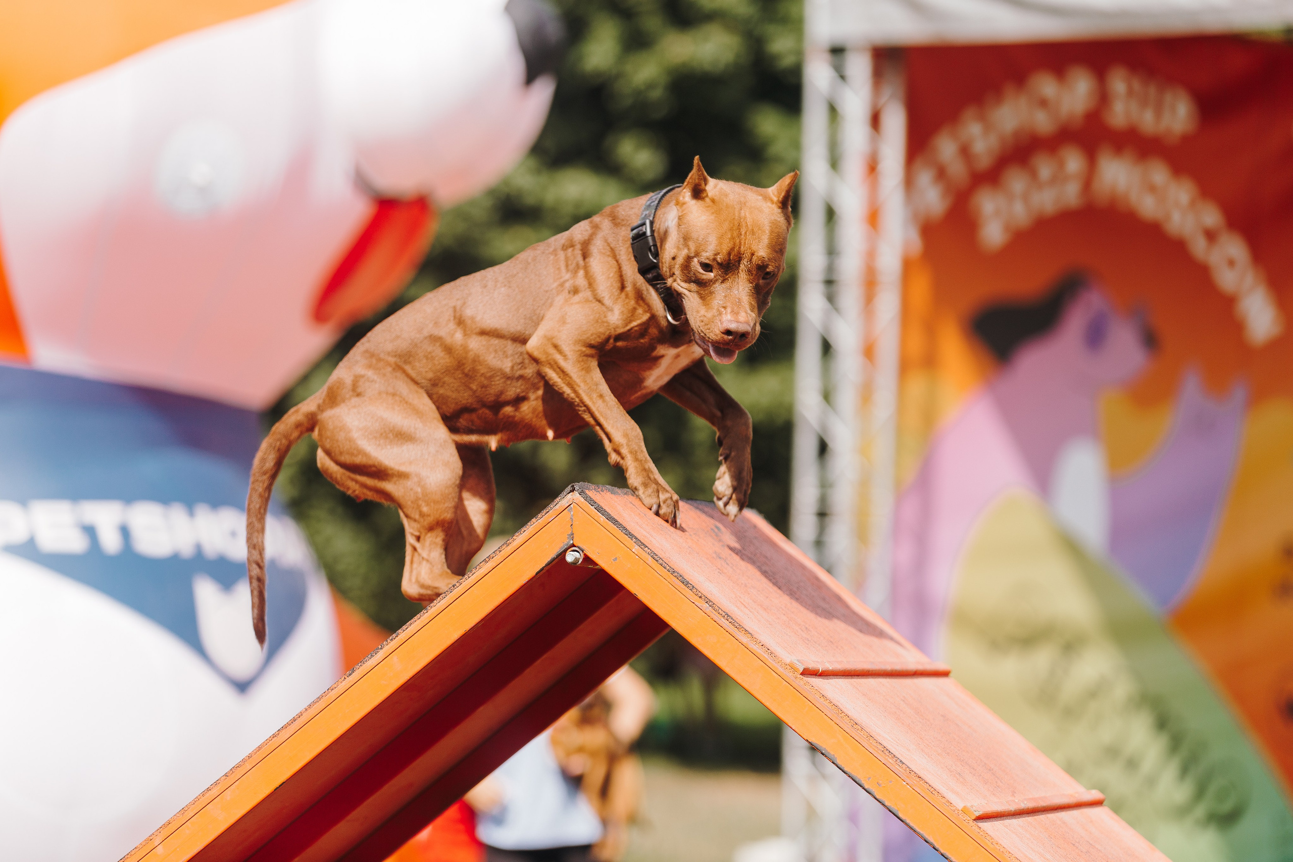 Petshop Sup day. Фотограф анималист Кристина Карпова, Москва