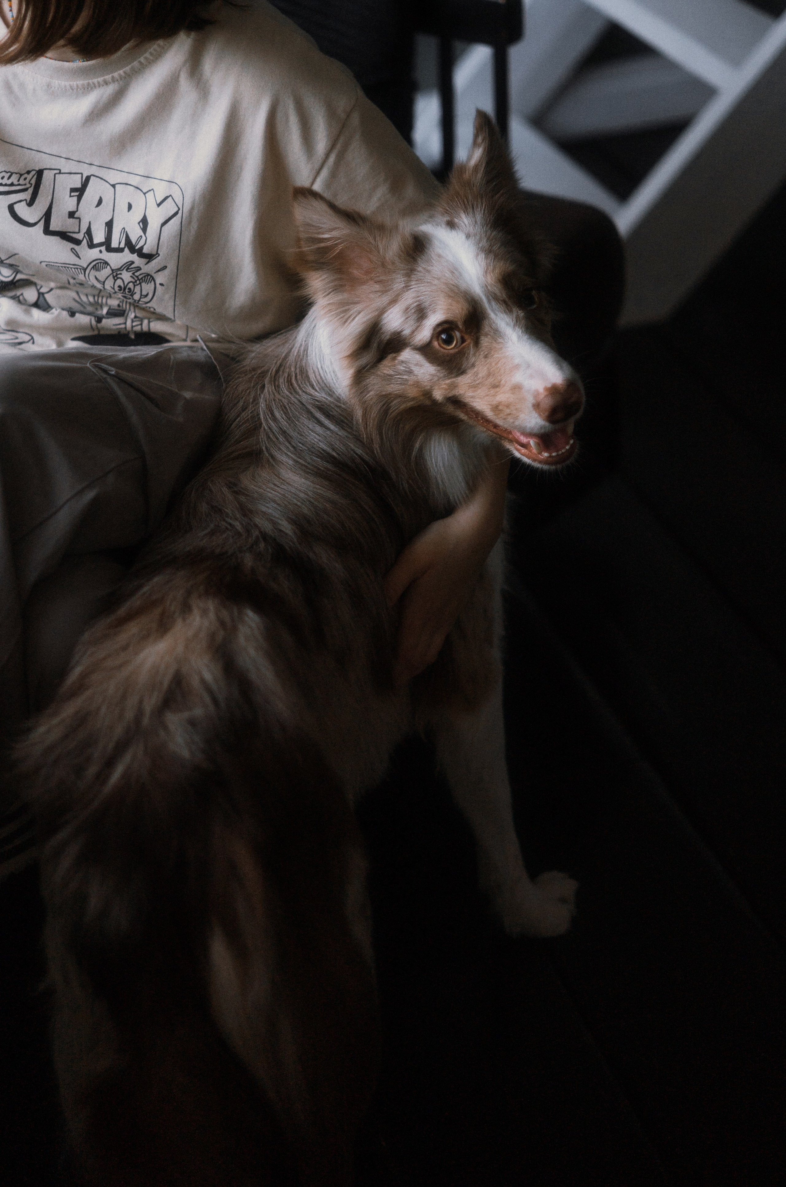 Аня, Дэймон и Грэй. Фотограф-анималист Богданова Полина