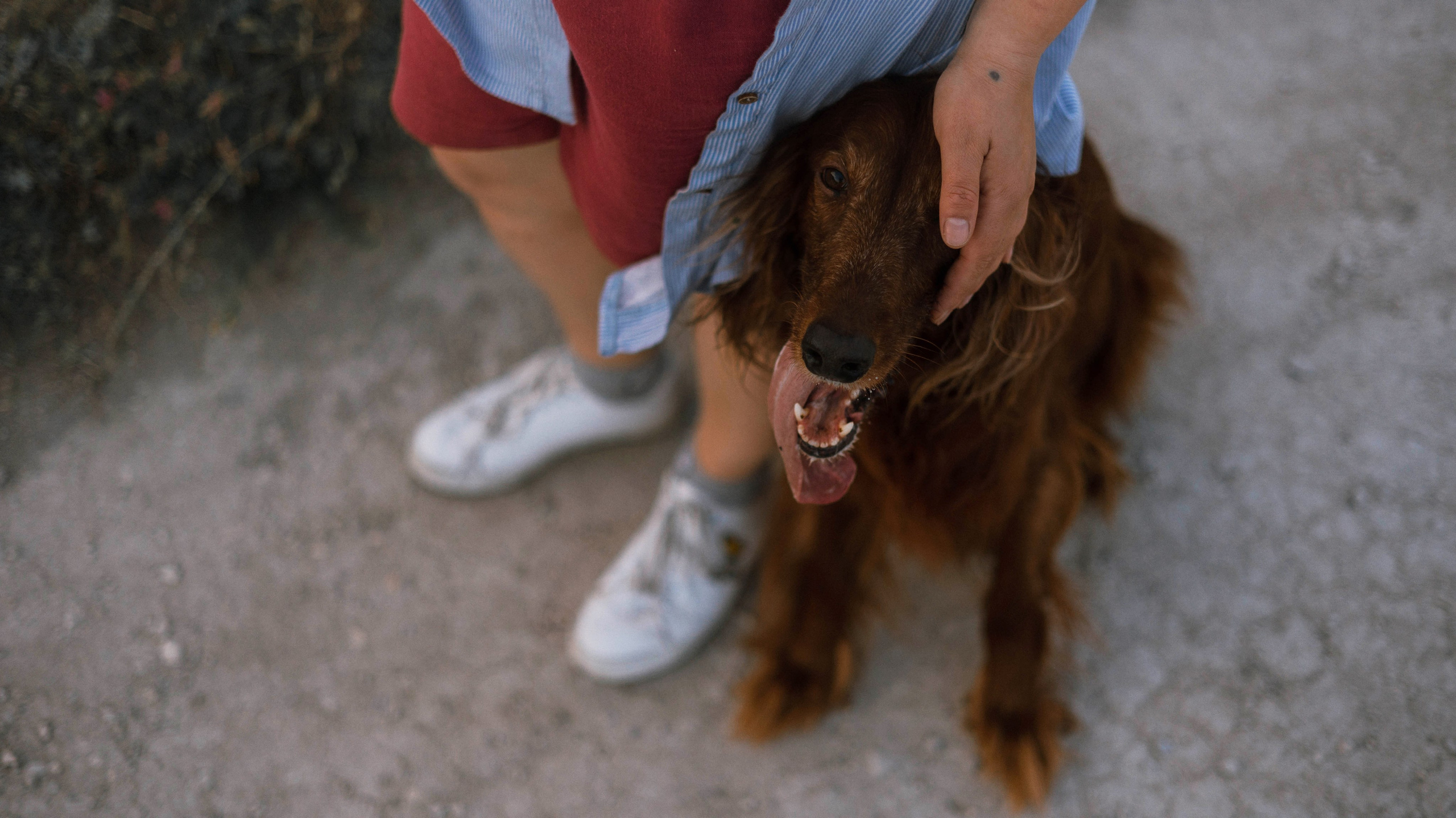Ольга и Шеймас. Фотограф-анималист Богданова Полина