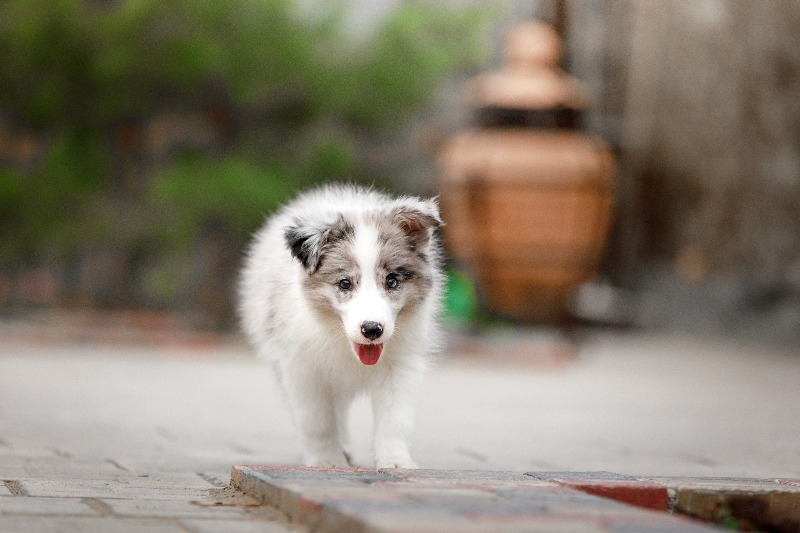 Болтовня в саду. О нас