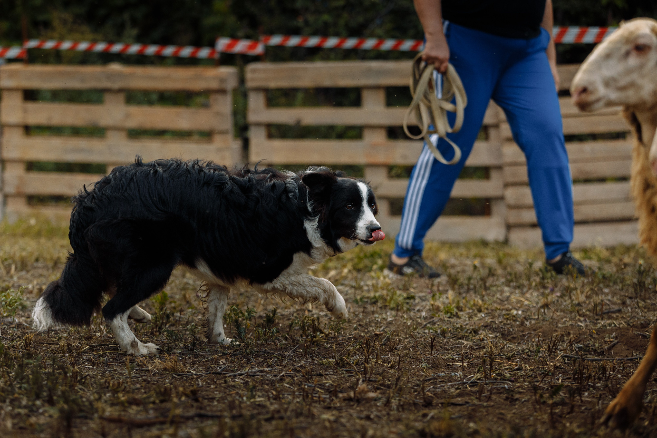 Овечий день. О нас