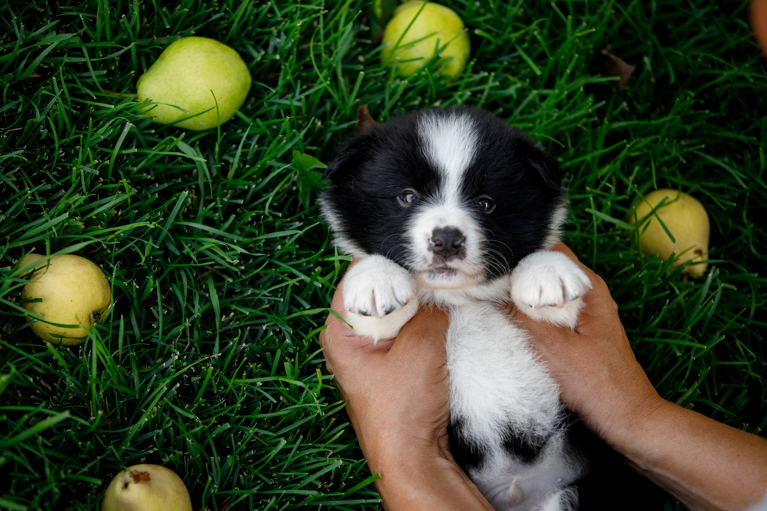 Смешарики. О нас