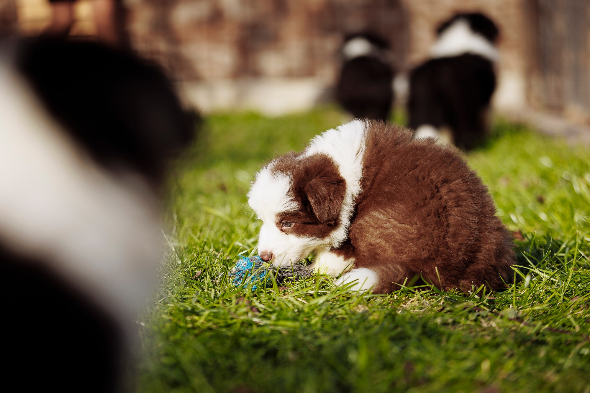 У дома с большой компанией от мала до велика. О нас