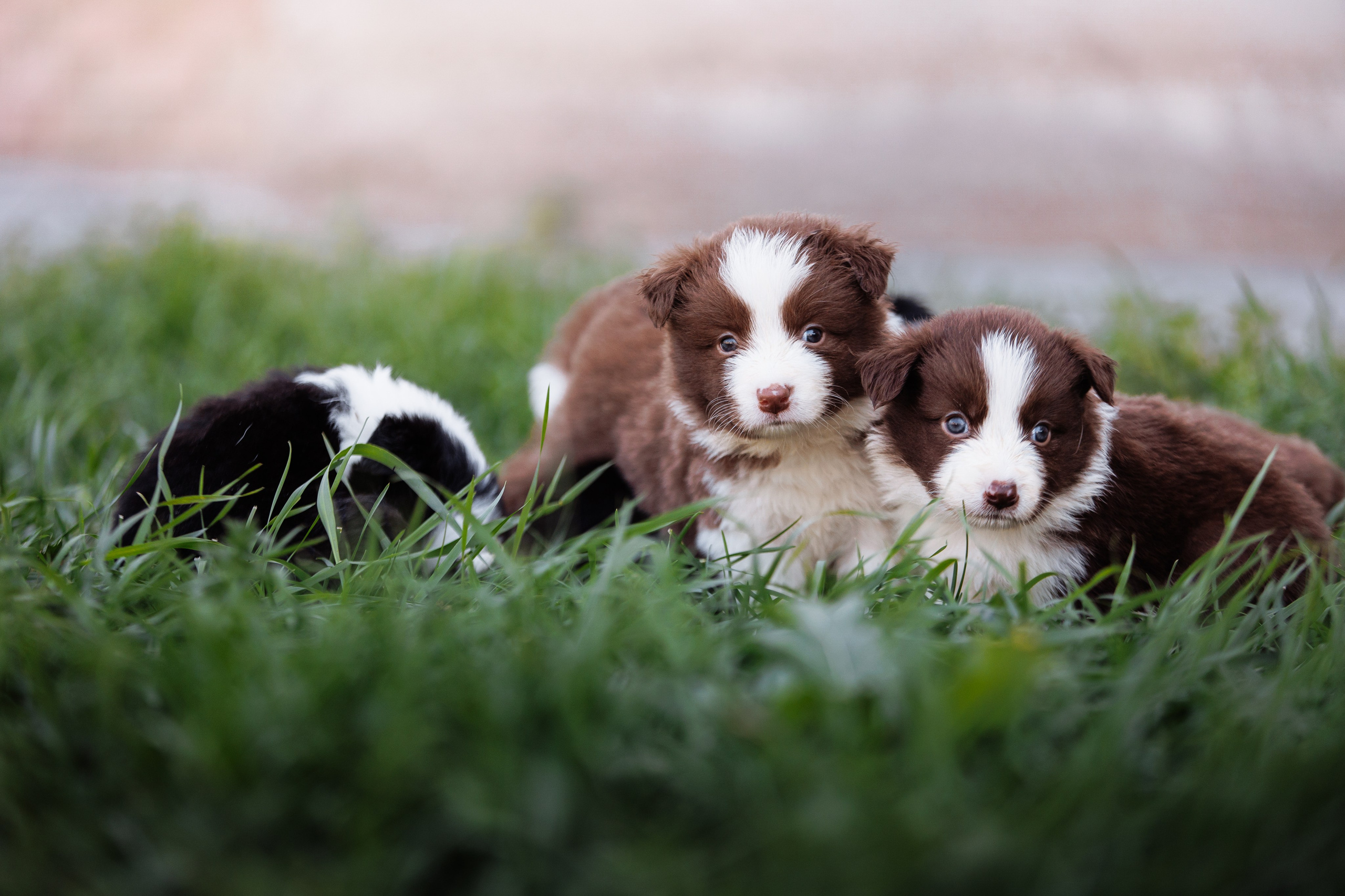 МММ — маленькое мягкое милое. О нас