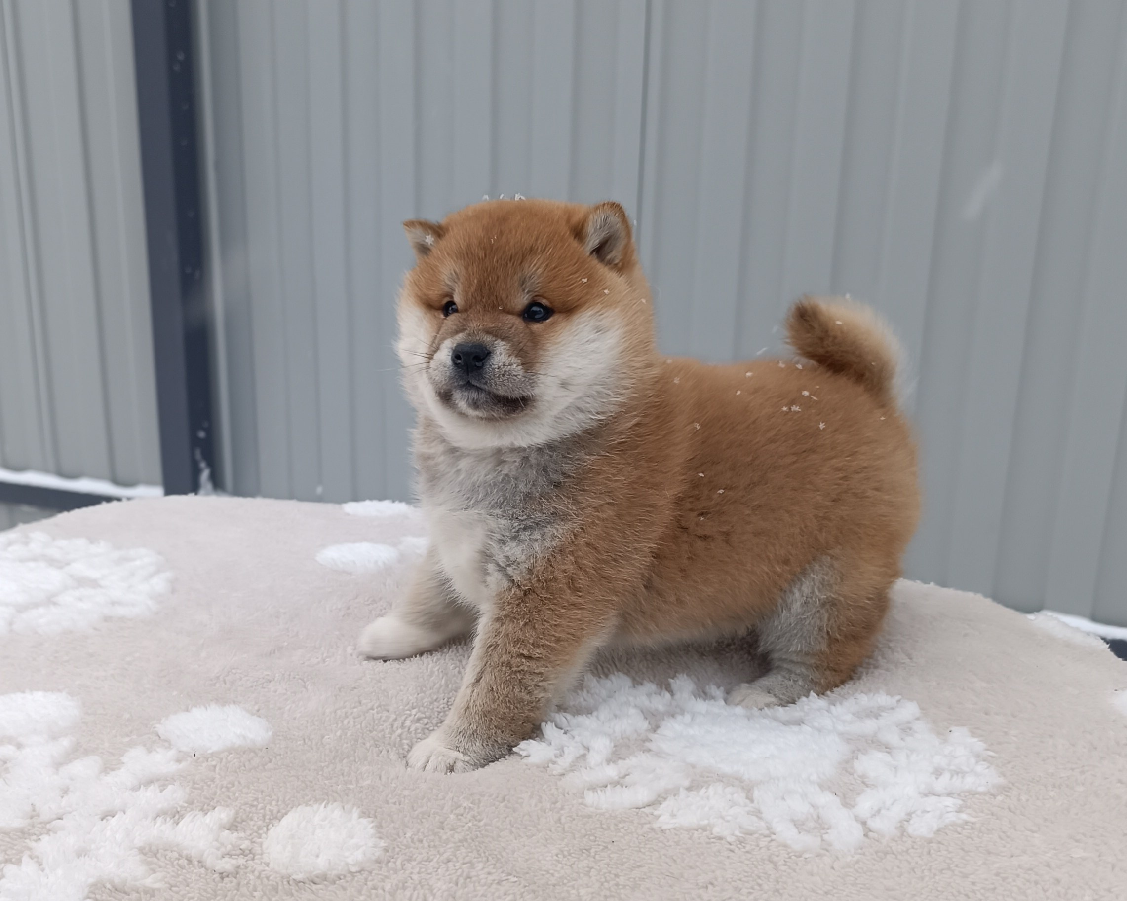 сиба питомник Рубилайт щенки на продажу rubylight  сиба щенки купить СПб Санкт-Петербург 