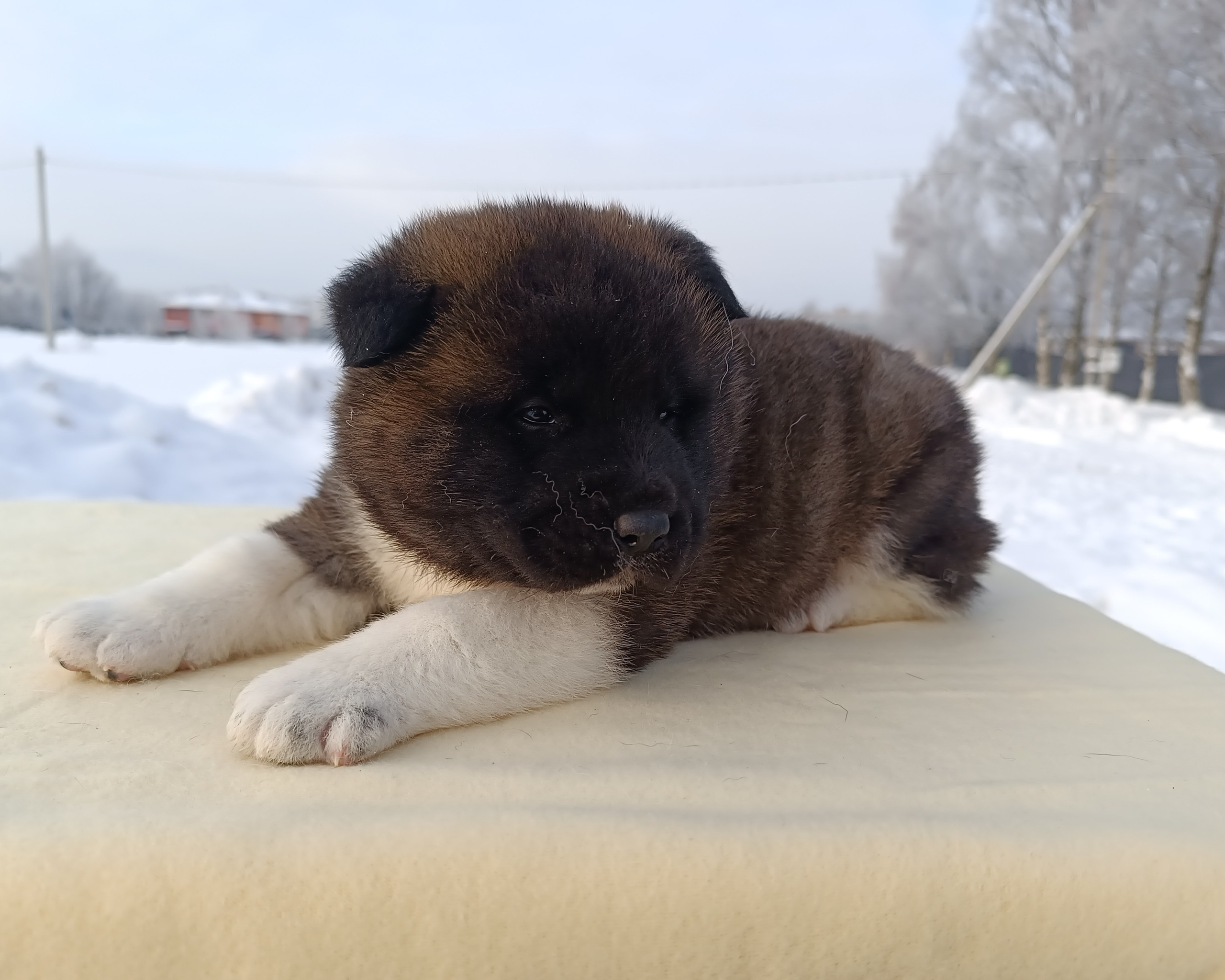 Американская акита  щенки питомник Санкт-Петербург клубные щенки Американская акита питомник RUBYLIGHT Рубилайт купить щенка американской акиты