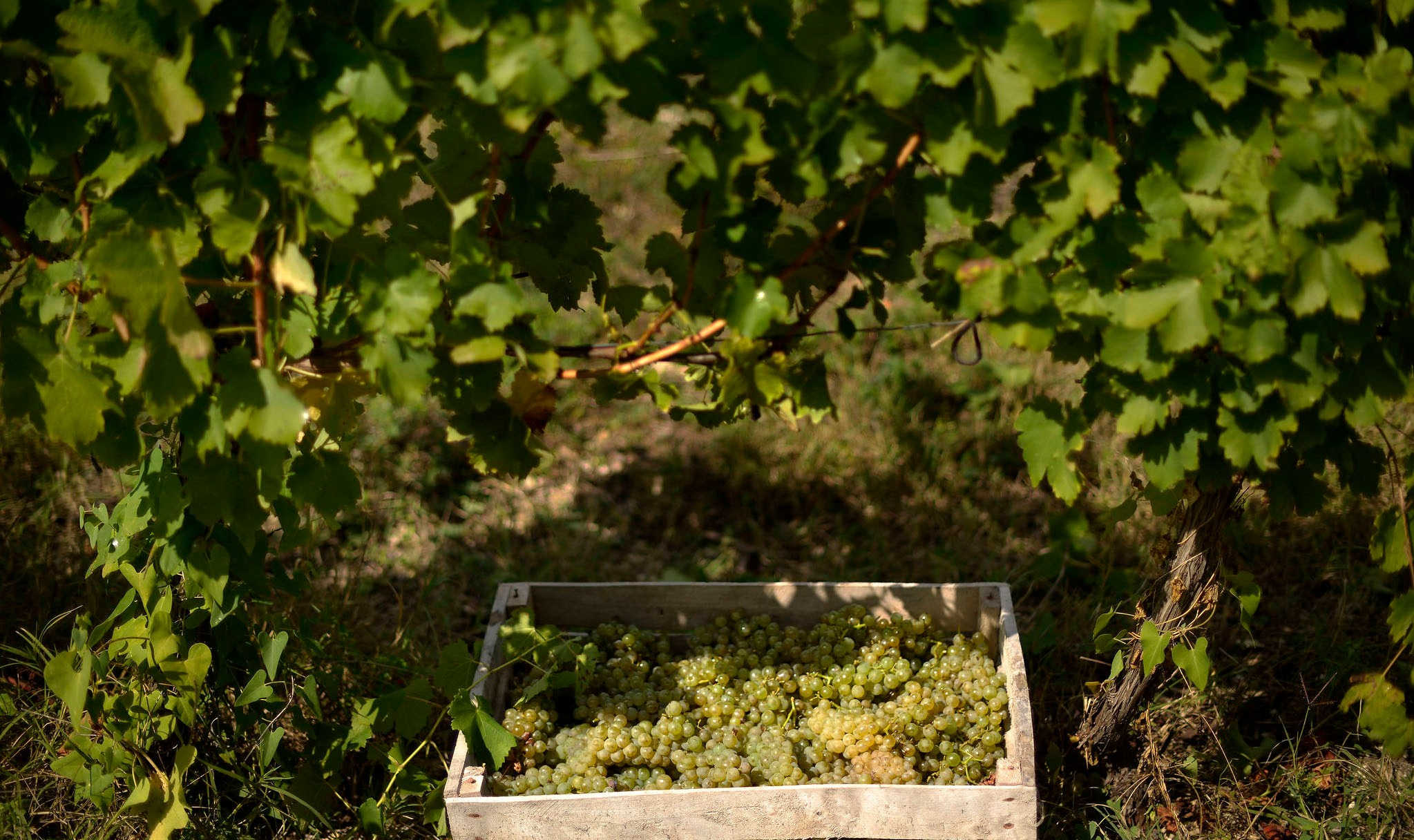 Винодельни Краснодарского края. Фотограф Михаил Мордасов, Сочи. Мероприятия, портреты, спорт, репортаж