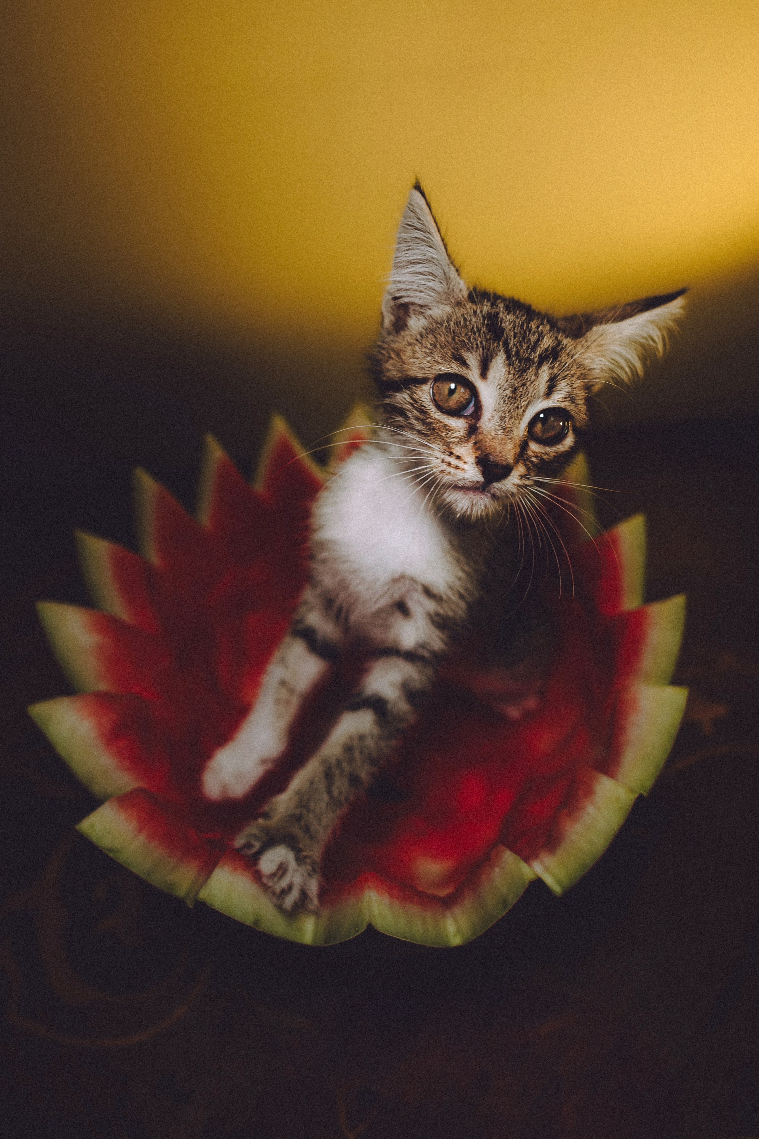 Сирена и арбуз