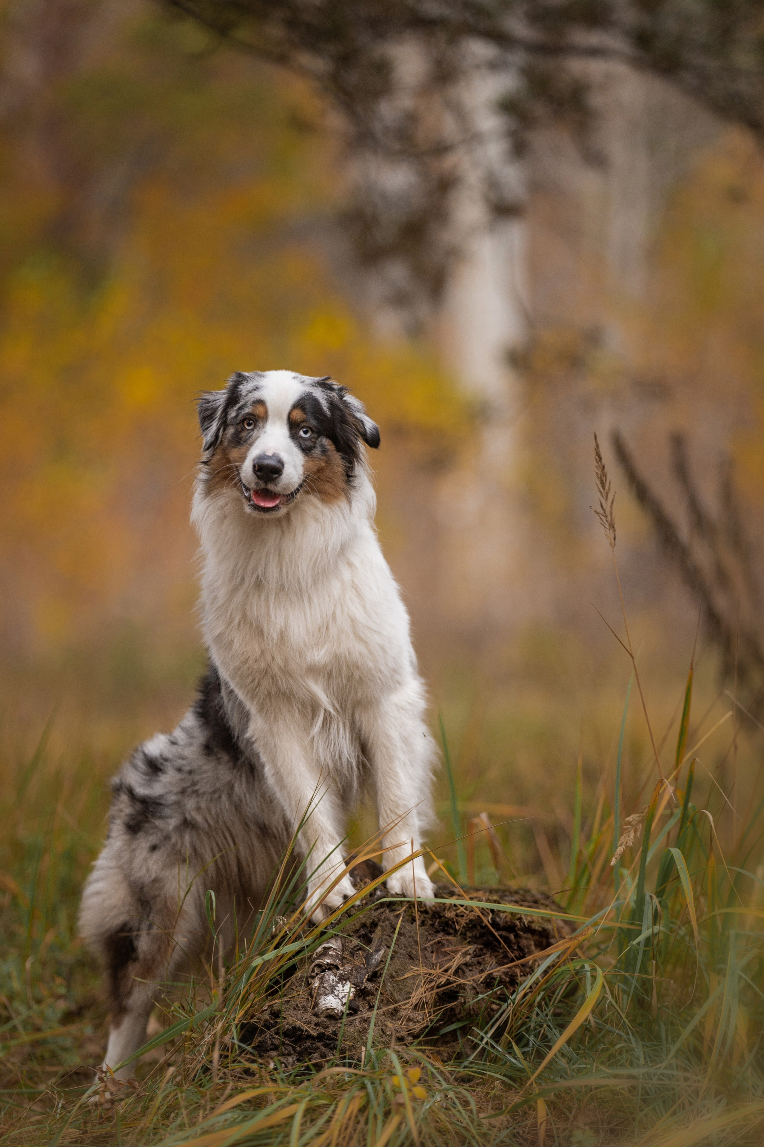 Татьяна + Бейли (история дружбы). Kameramotor74