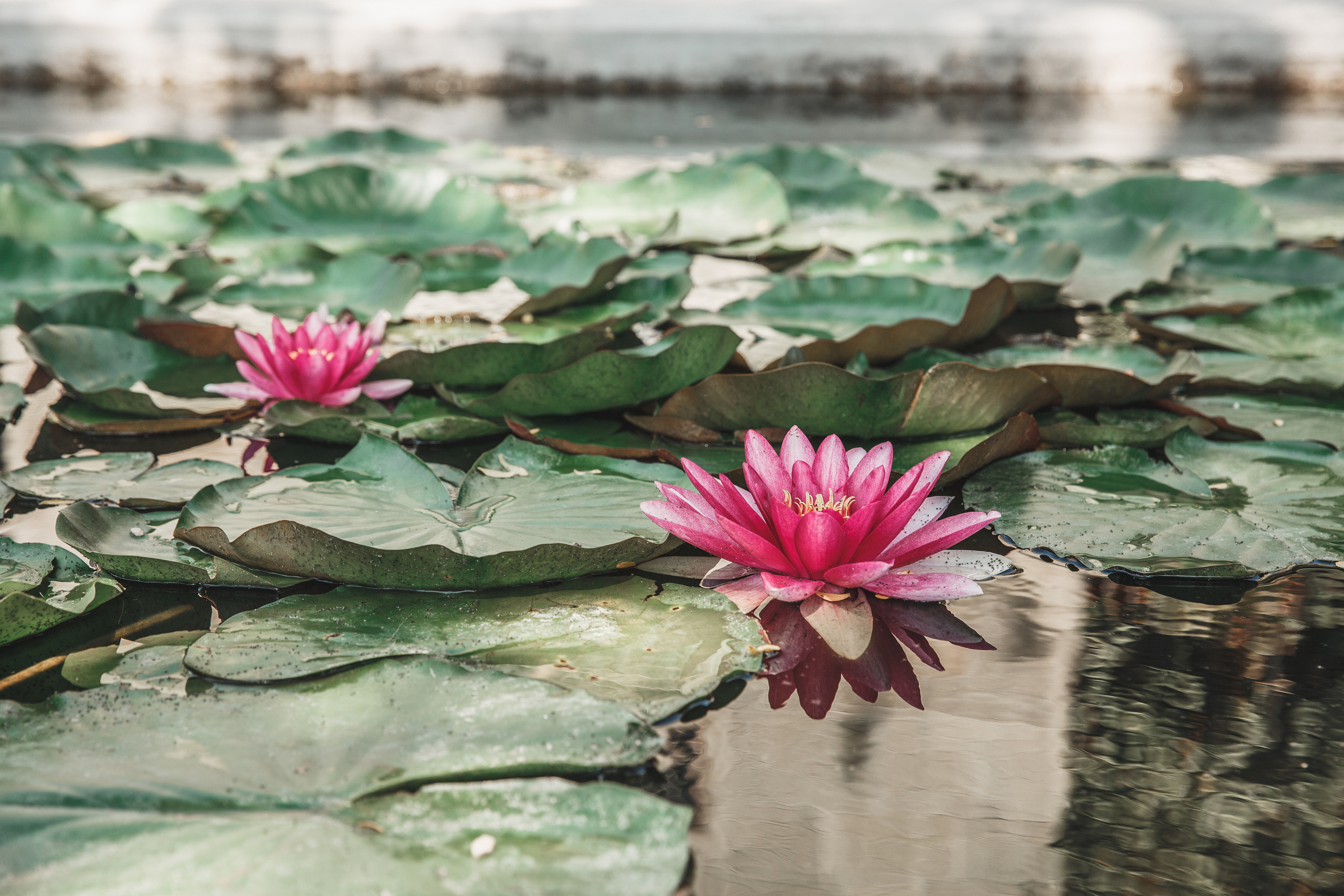 Семен и Ксюша. Свадебный фотограф в Севастополе и Крыму. Видеограф на свадьбу Крым, Севастополь, Ялта, Симферополь