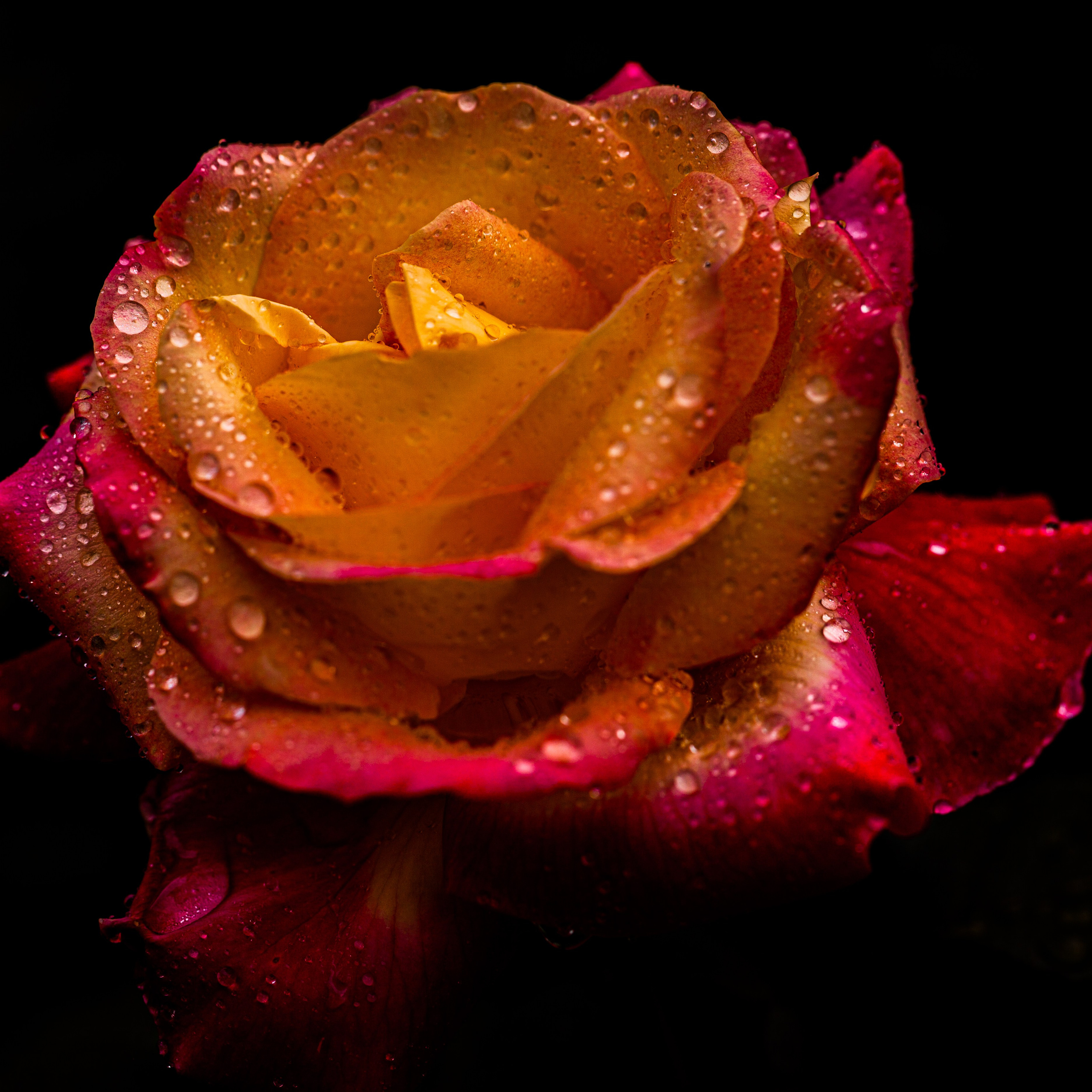 Цветы это всегда красиво. Медиапродюсер, фотограф в Минеральных Водах —Виктор Холодов