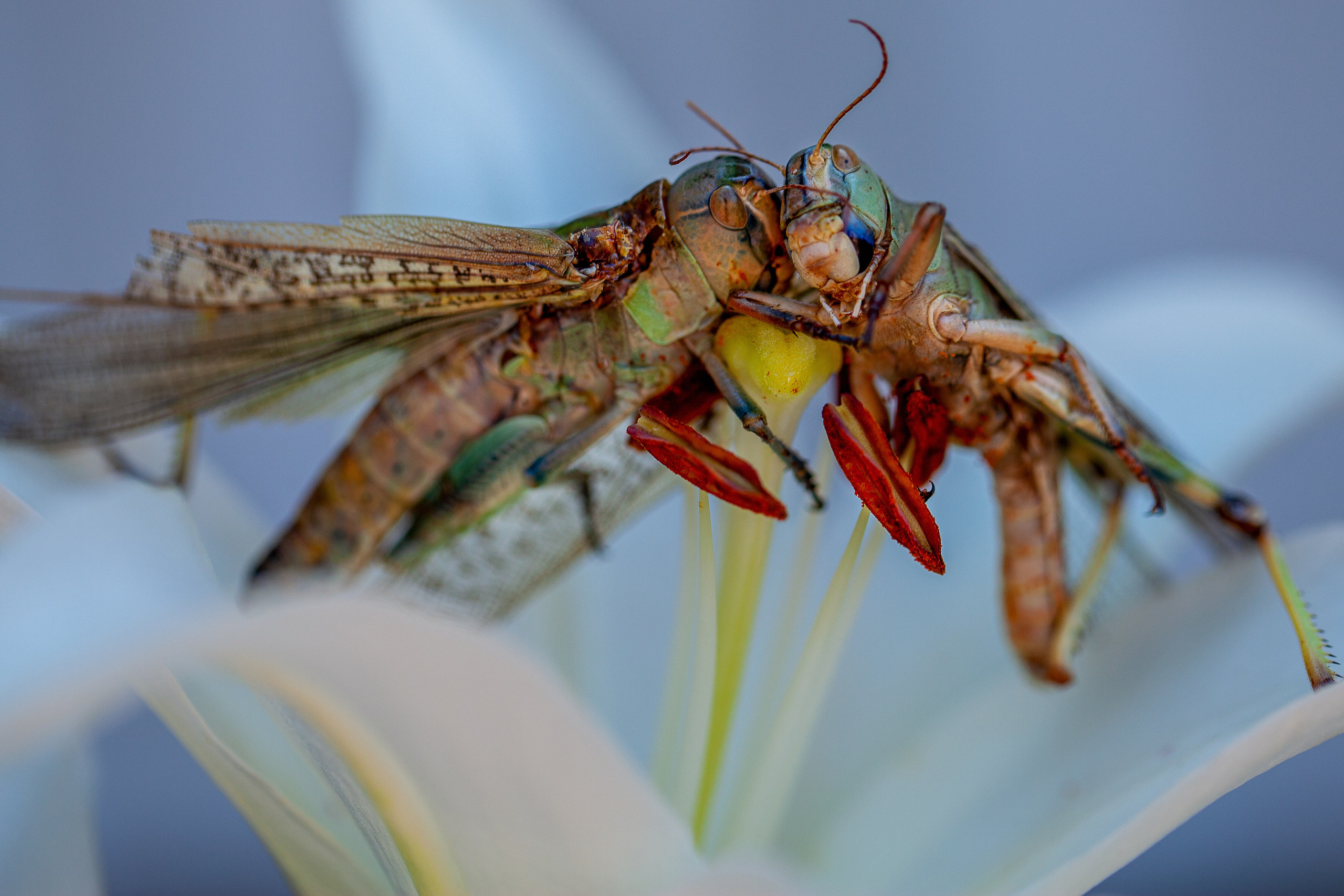 Саранча. Медиапродюсер, фотограф в Минеральных Водах —Виктор Холодов