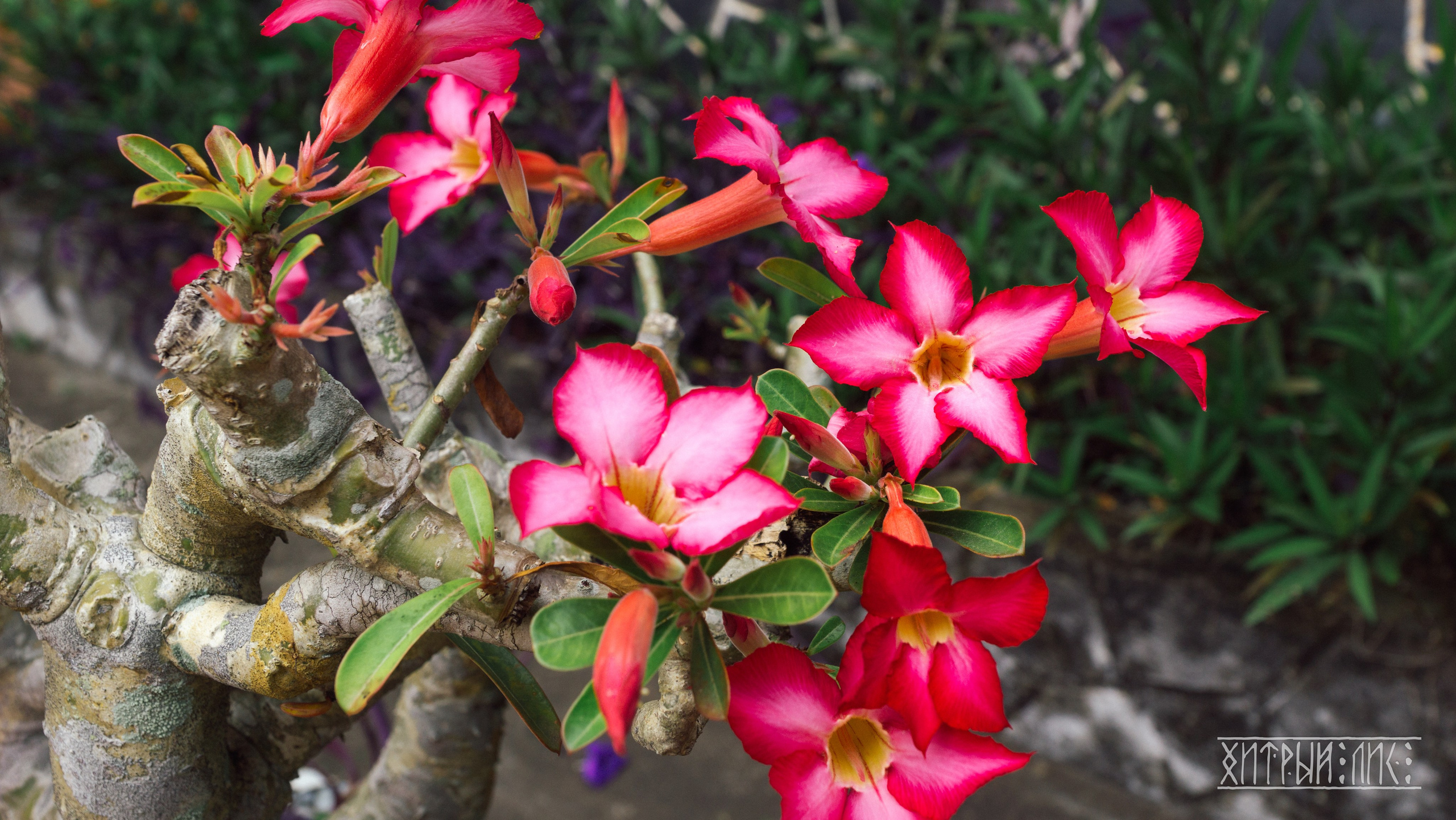 Вьетнам. Фотограф-путешественник Самойлов Максим «Sly Fox»