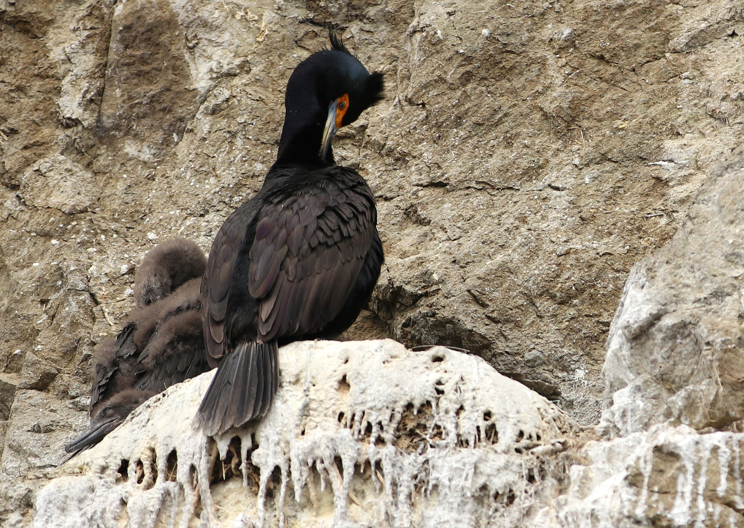 Камчатка и о. Парамушир. Июль 2024. Путешественник-фотограф из Санкт-Петербурга Татьяна Свистулина