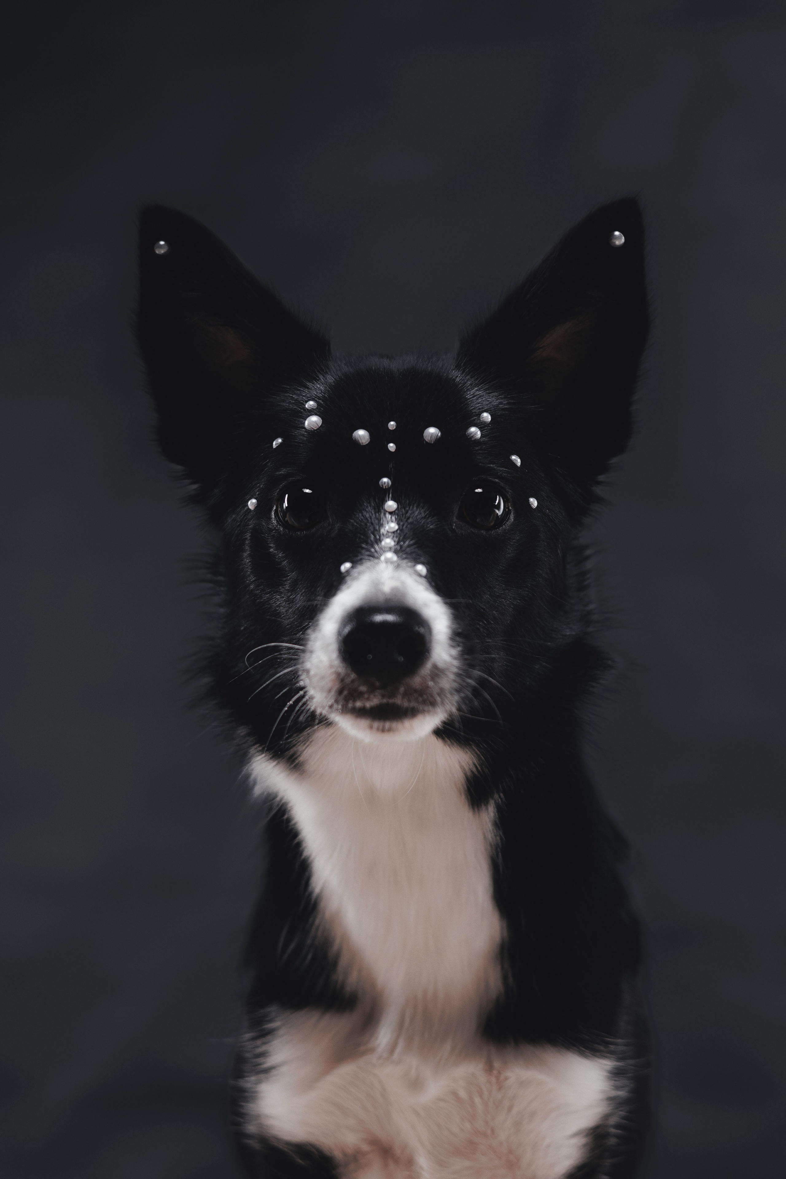 Рей в студии. Фотограф — анималист Владивосток, Алина