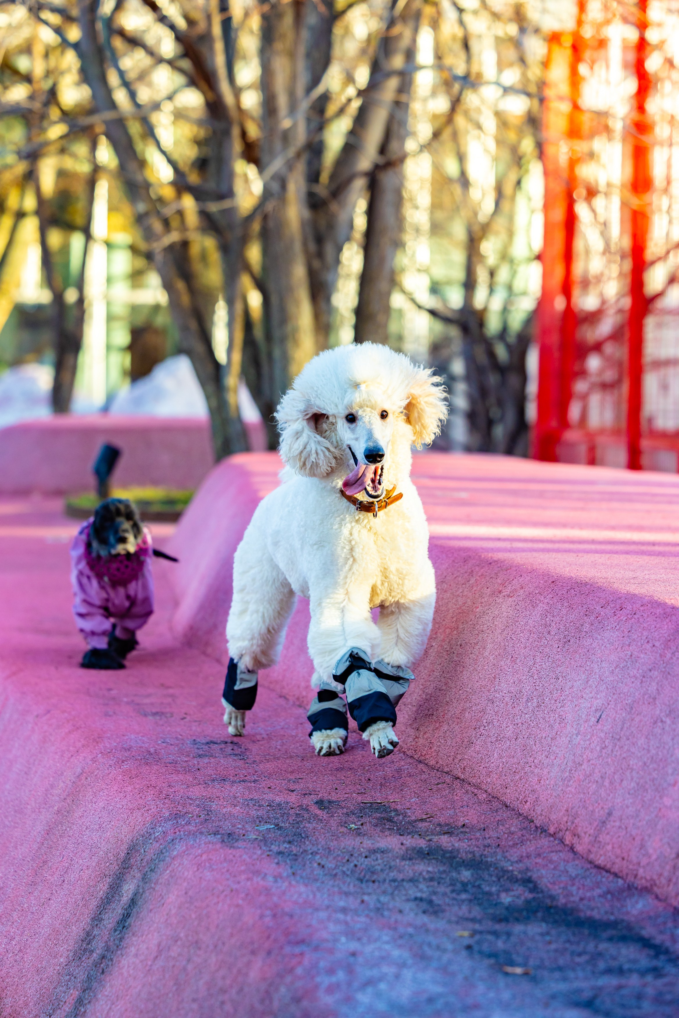 Клуб грумеров (прогулка и семинары). Виктория Зудина — фотограф в Москве