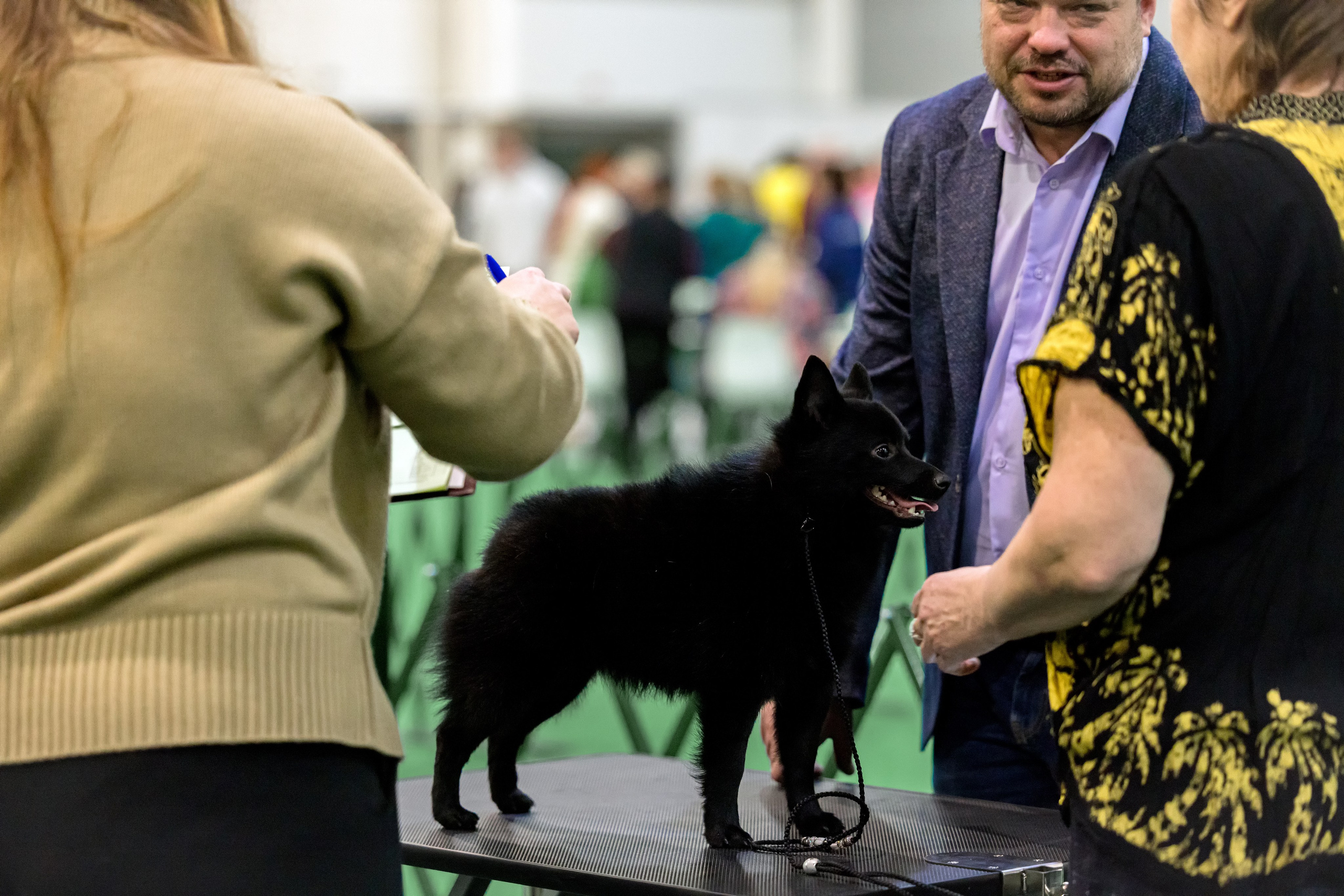 Крокус 3,9 и 10.12.2023. Фотограф-анималист Юлия Германика