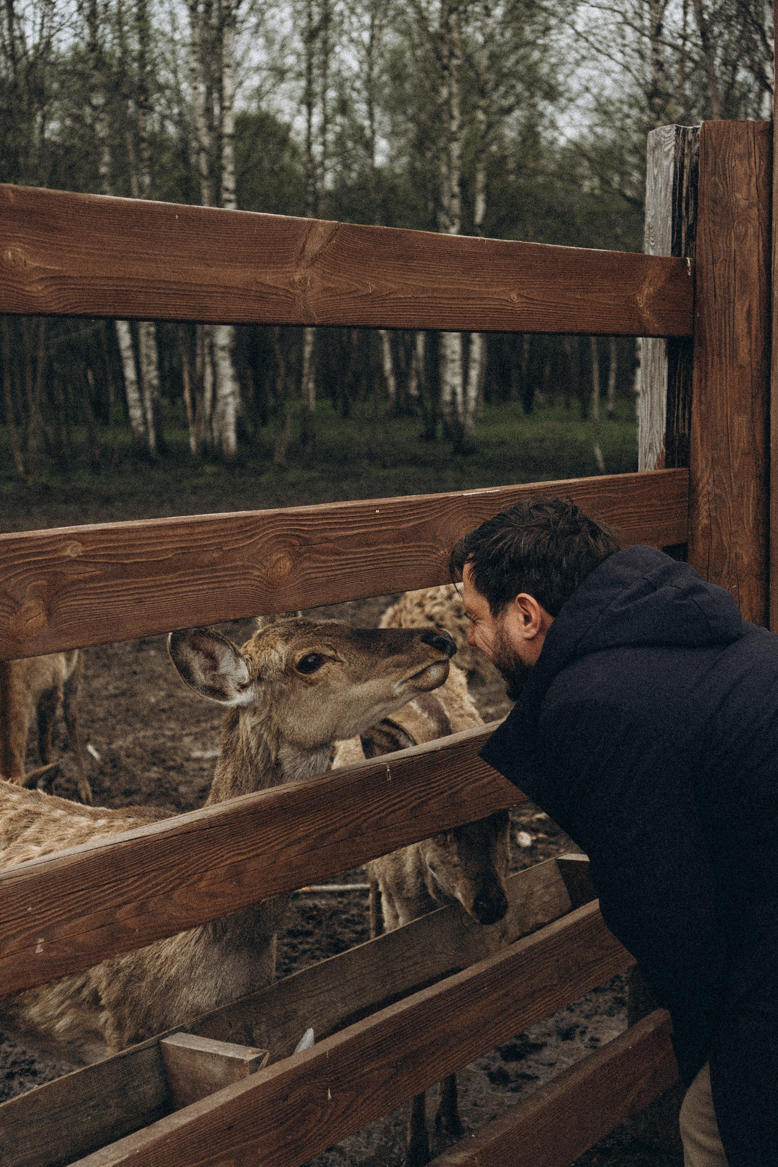 ОЛЕНЬЯ ФЕРМА В ТВЕРИ. Профессиональный фотограф, Санкт-Петербург — Виктория Богомолова