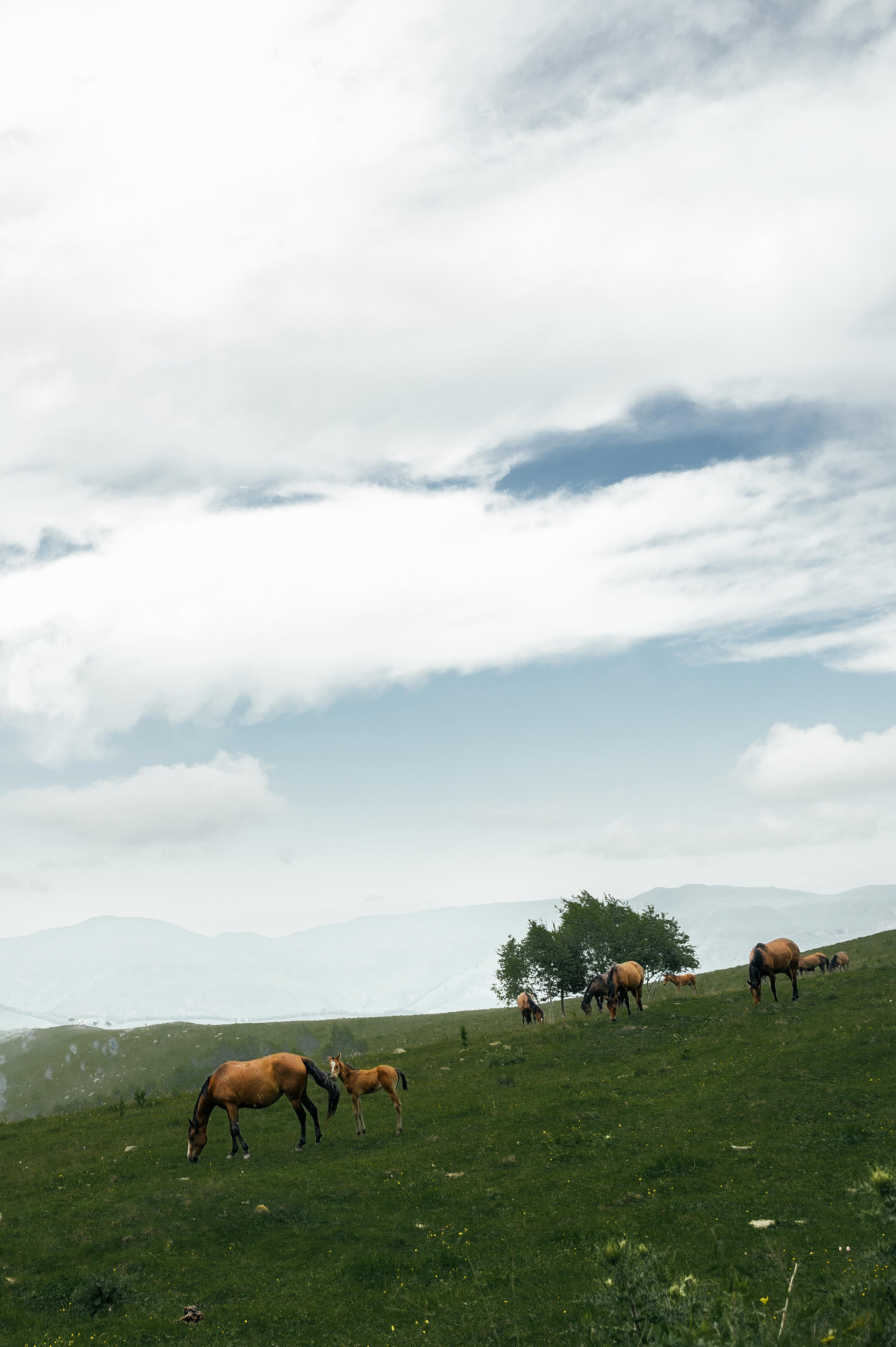 Роман и Ветта. Свадебный фотограф Ростов-на- Дону, Краснодар, Москва