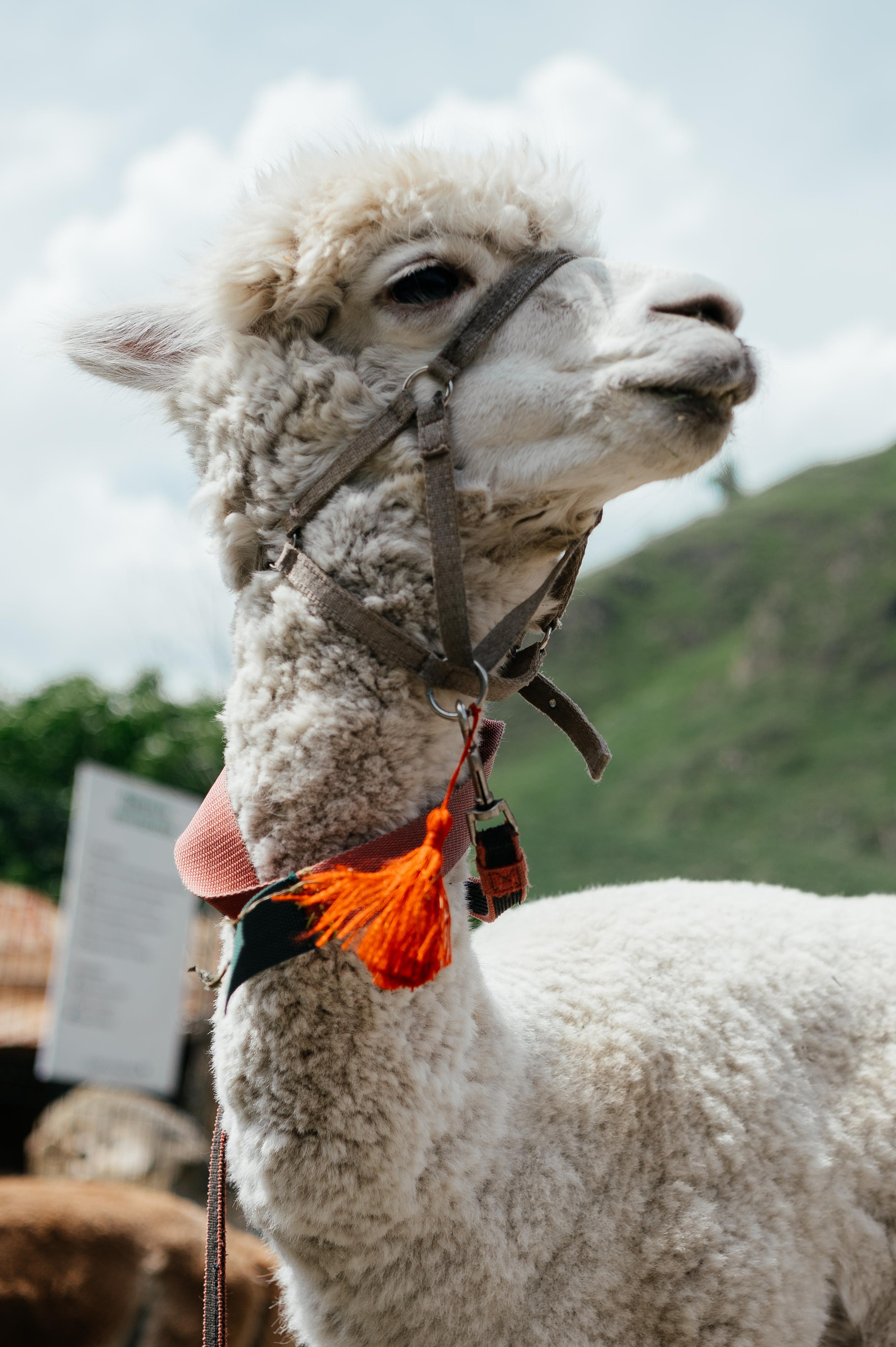 Роман и Ветта. Свадебный фотограф Ростов-на- Дону, Краснодар, Москва