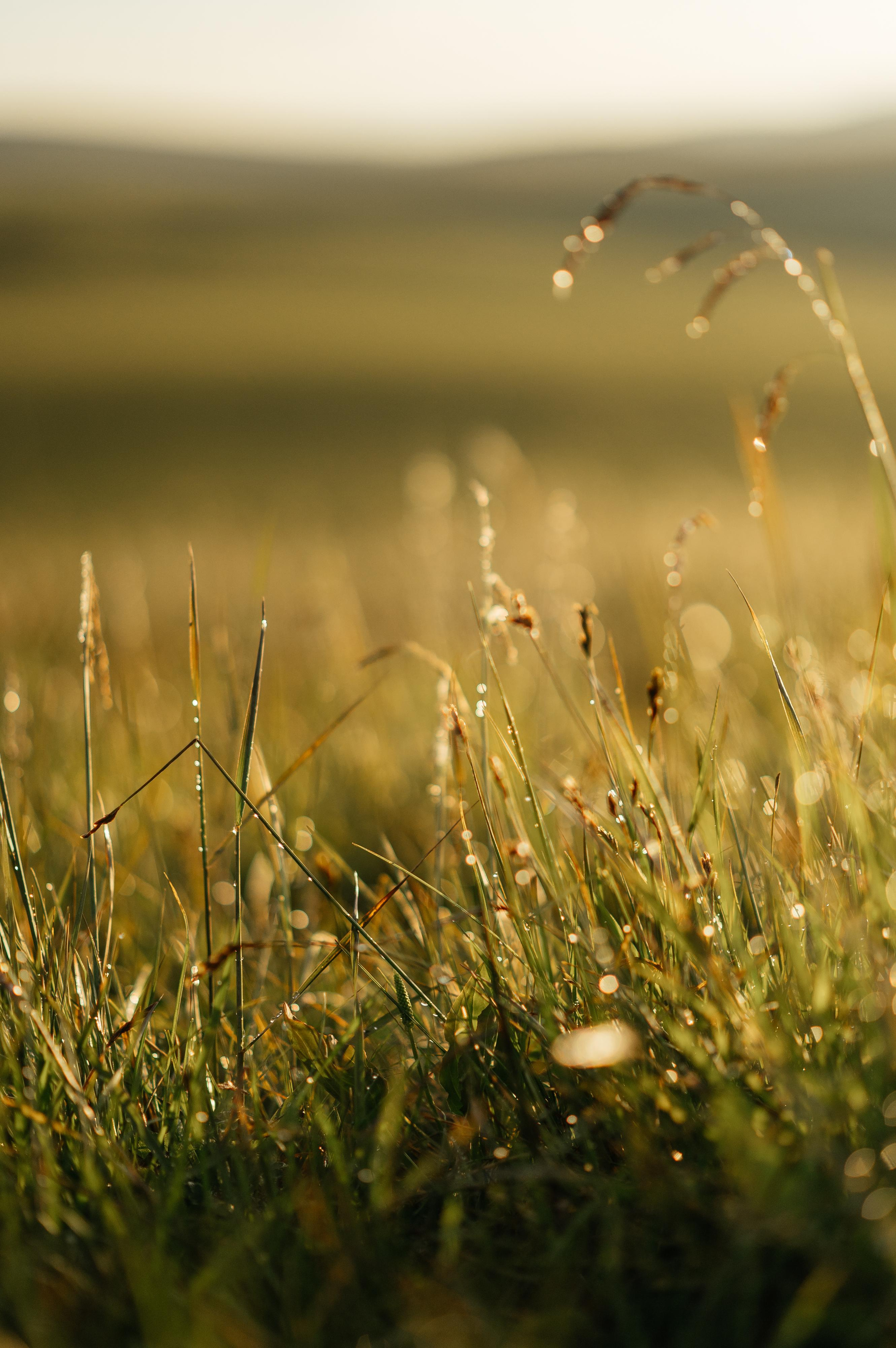 Роман и Ветта. Свадебный фотограф Ростов-на- Дону, Краснодар, Москва