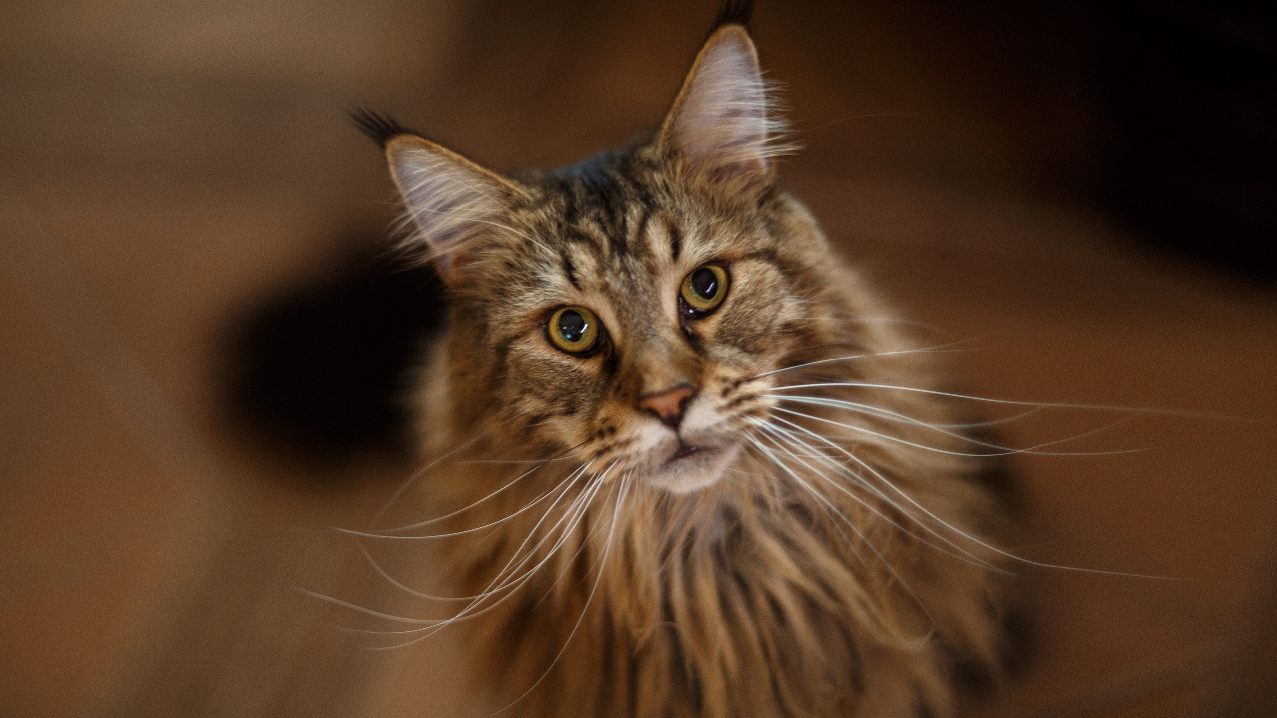Рокки. Сергей Ветер, фотограф в Краснодаре