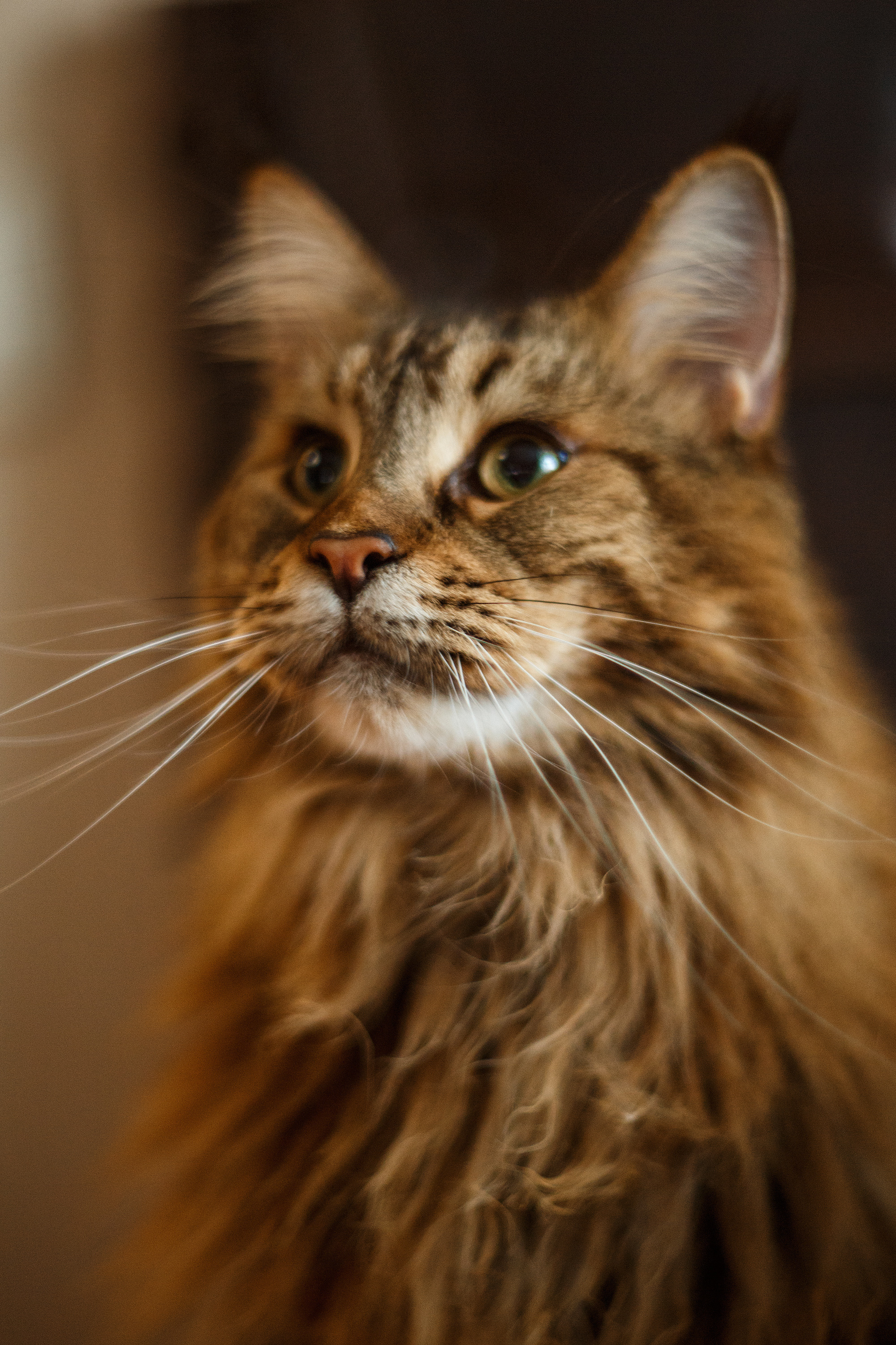 Рокки. Сергей Ветер, фотограф в Краснодаре