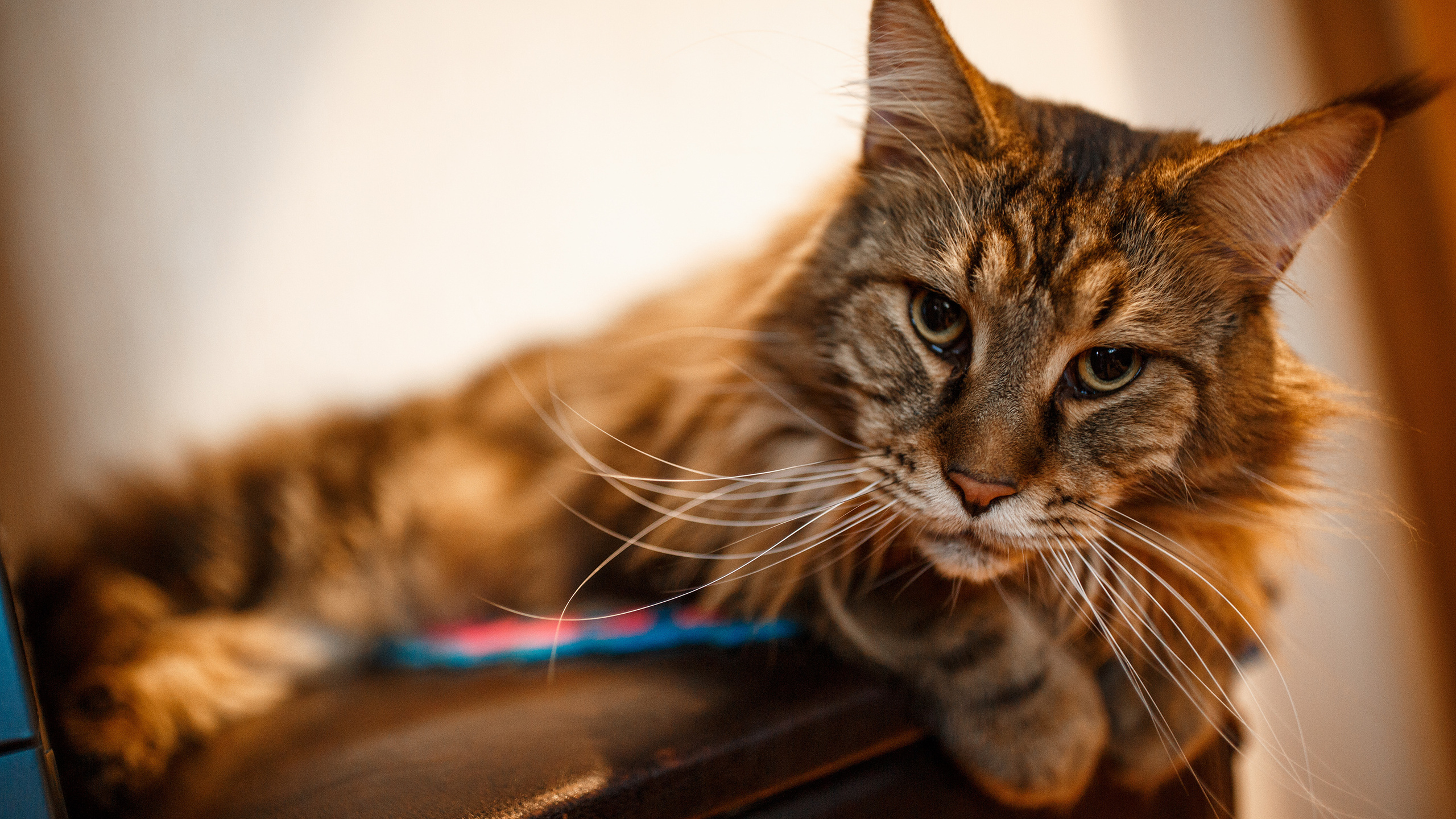Рокки. Сергей Ветер, фотограф в Краснодаре