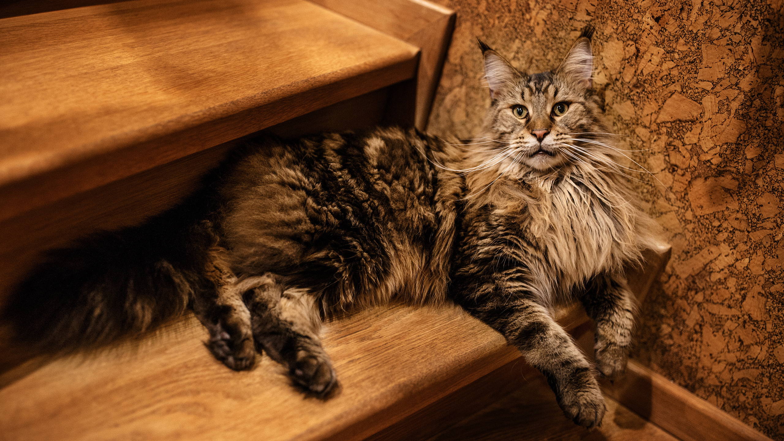 Рокки. Сергей Ветер, фотограф в Краснодаре